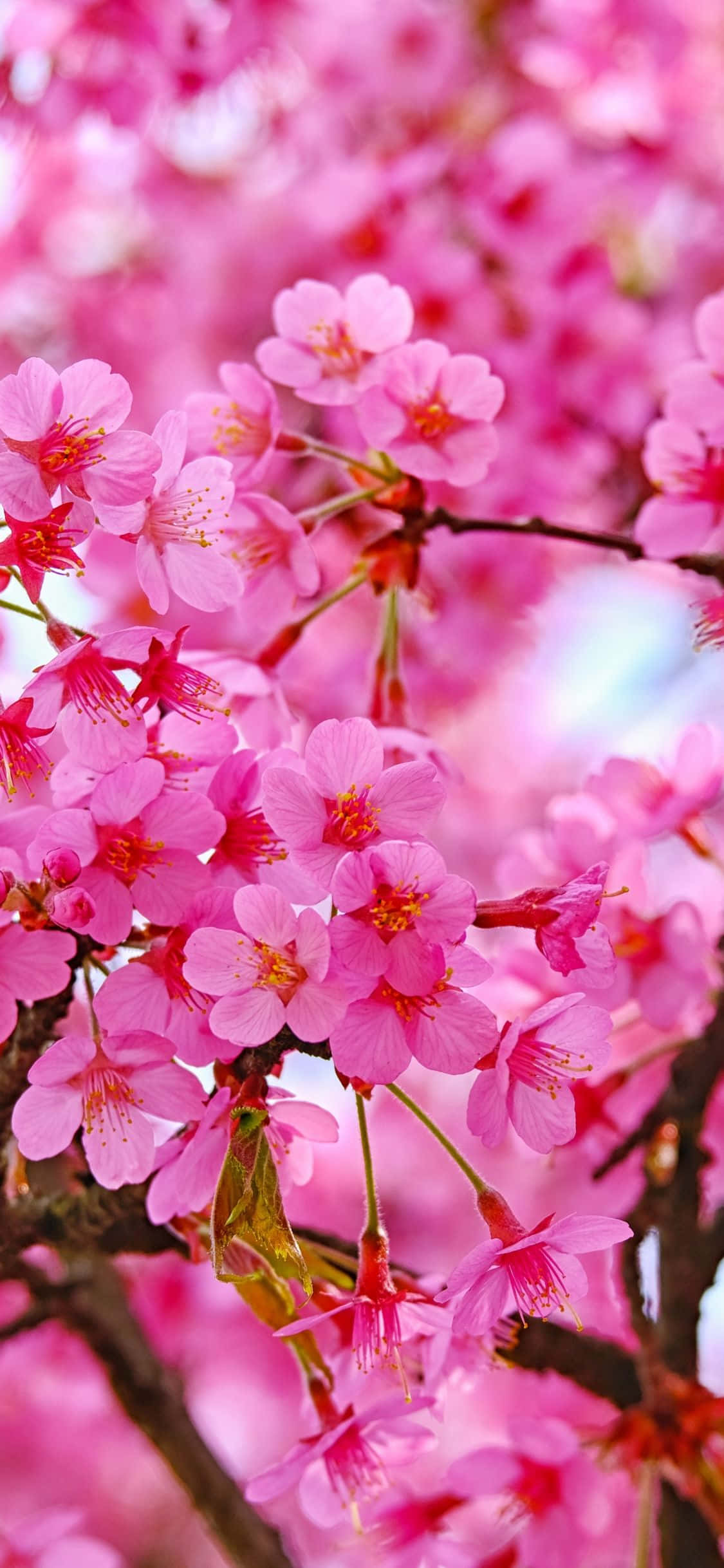 Pink Flower Phone 桌布 壁紙 — 鮮豔的粉紅色櫻花在深色樹枝上密集綻放，背景是柔和模糊的天空。