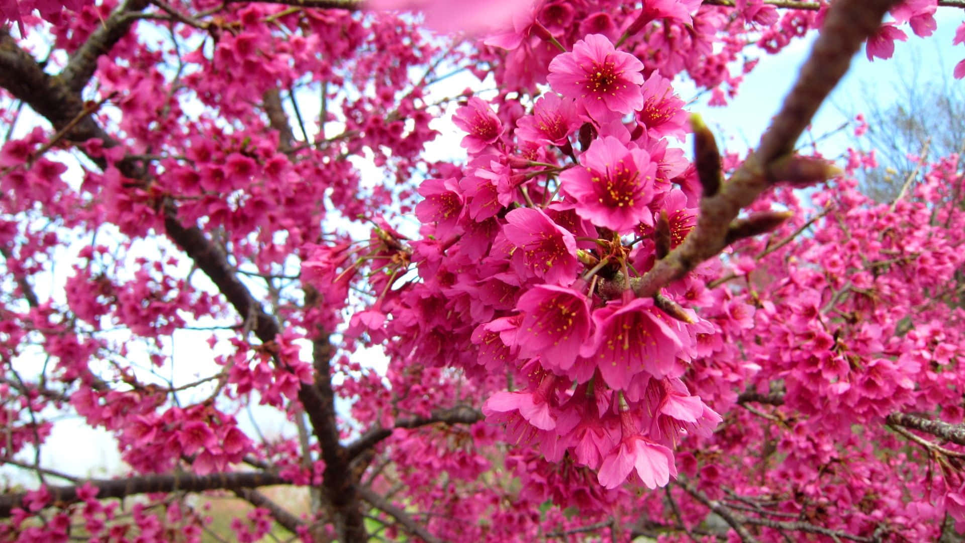 Sakura Blossom 桌布 壁紙 — 鮮豔的粉紅色櫻花在深色樹枝上密集綻放，映襯著柔和的藍天。