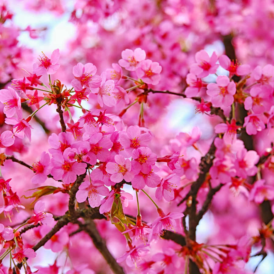 Pink iPad Pro 桌布 壁紙 — 鮮豔的粉紅色櫻花在深色樹枝上密集綻放，映襯著柔和的藍天。