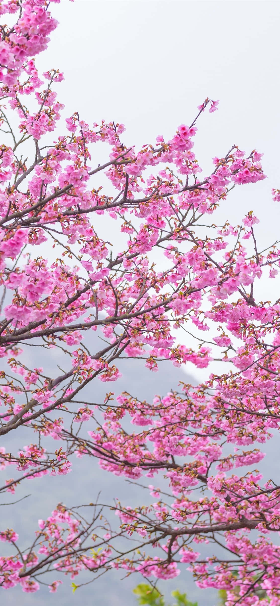 Pink Cherry Blossom 桌布 壁紙 — 鮮豔的粉紅色櫻花在深色樹枝上密集盛開，背景是柔和的灰色天空和遠山。