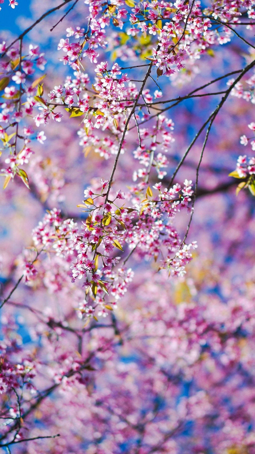 Spring Flower iPhone 桌布 壁紙 — 鮮豔的粉紅色櫻花在深色樹枝上密集綻放，映襯著柔和的藍天。