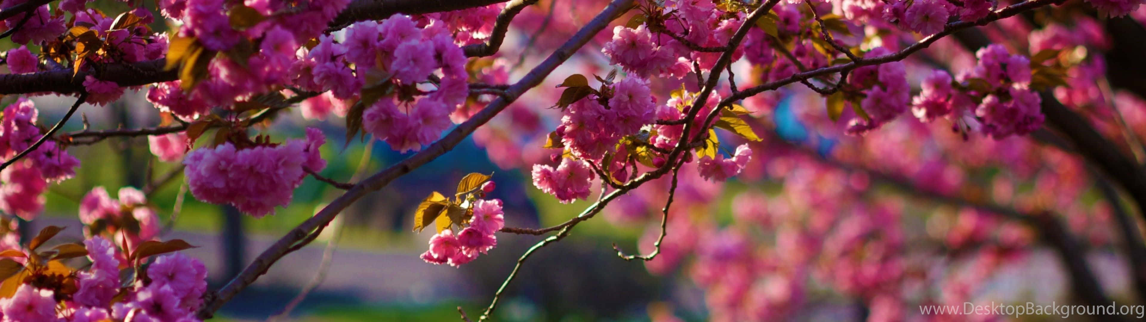 Spring Dual Screen 桌布 壁紙 — 鮮豔的粉紅色櫻花在深色樹枝上密集綻放，背景是柔和模糊的綠色和藍色。