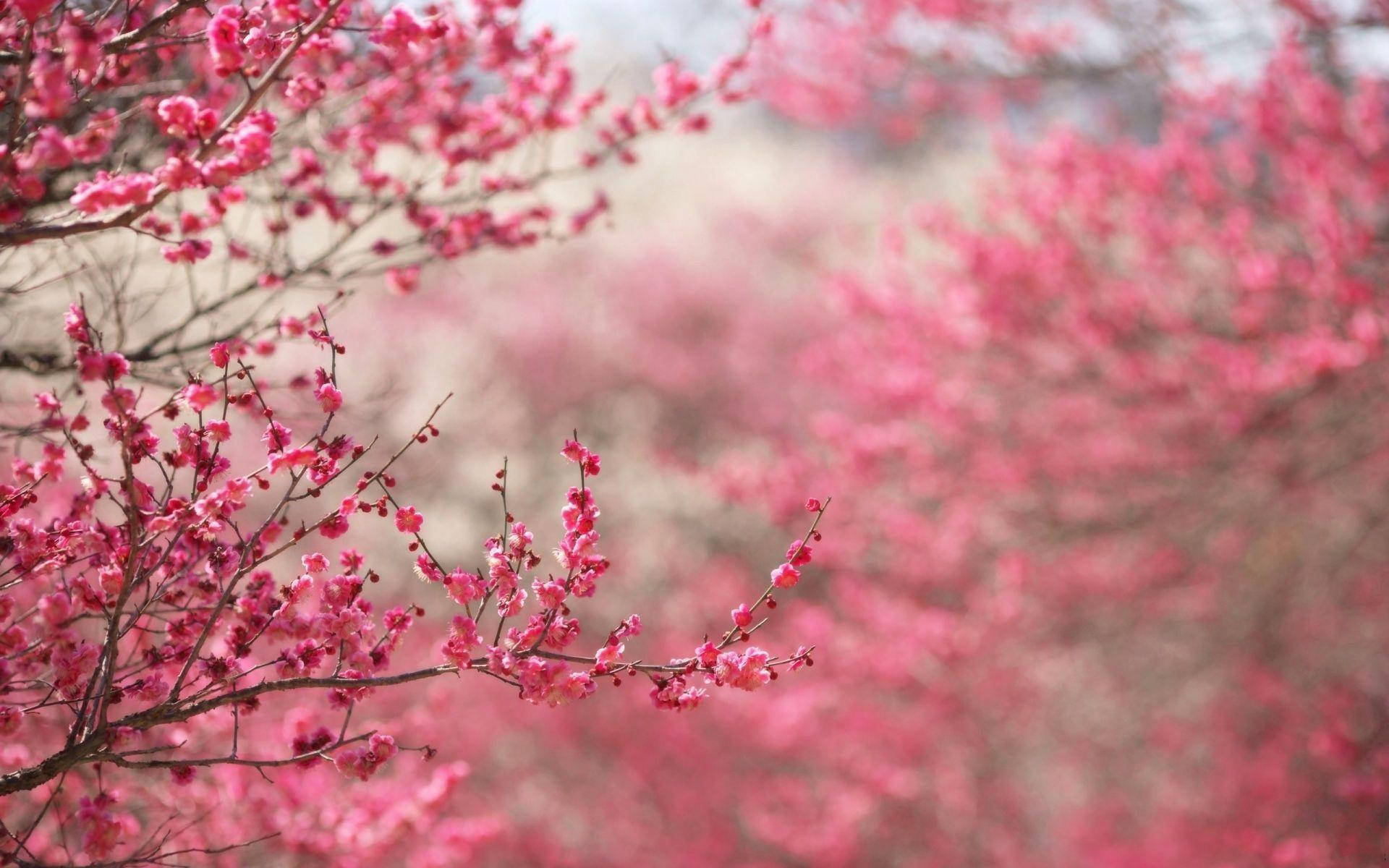 Pink Flower 桌布 壁紙 — 鮮豔的粉紅色櫻花在纖細的樹枝上密集綻放，背景柔和模糊。