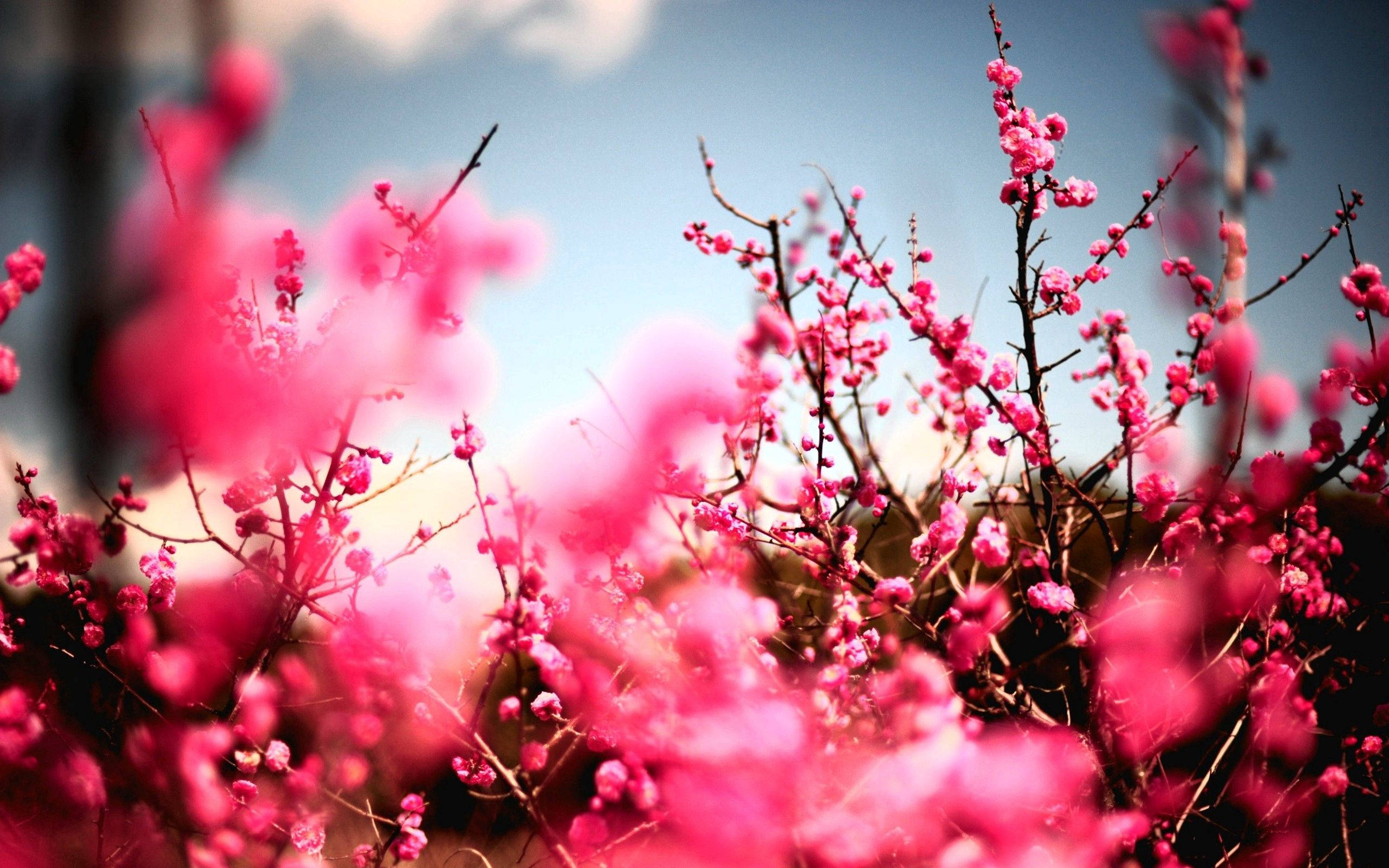 Most Beautiful Nature 桌布 壁紙 — 鮮豔的粉紅色櫻花在纖細的樹枝上密集盛開，映襯著柔和的藍天和輕柔的散景。