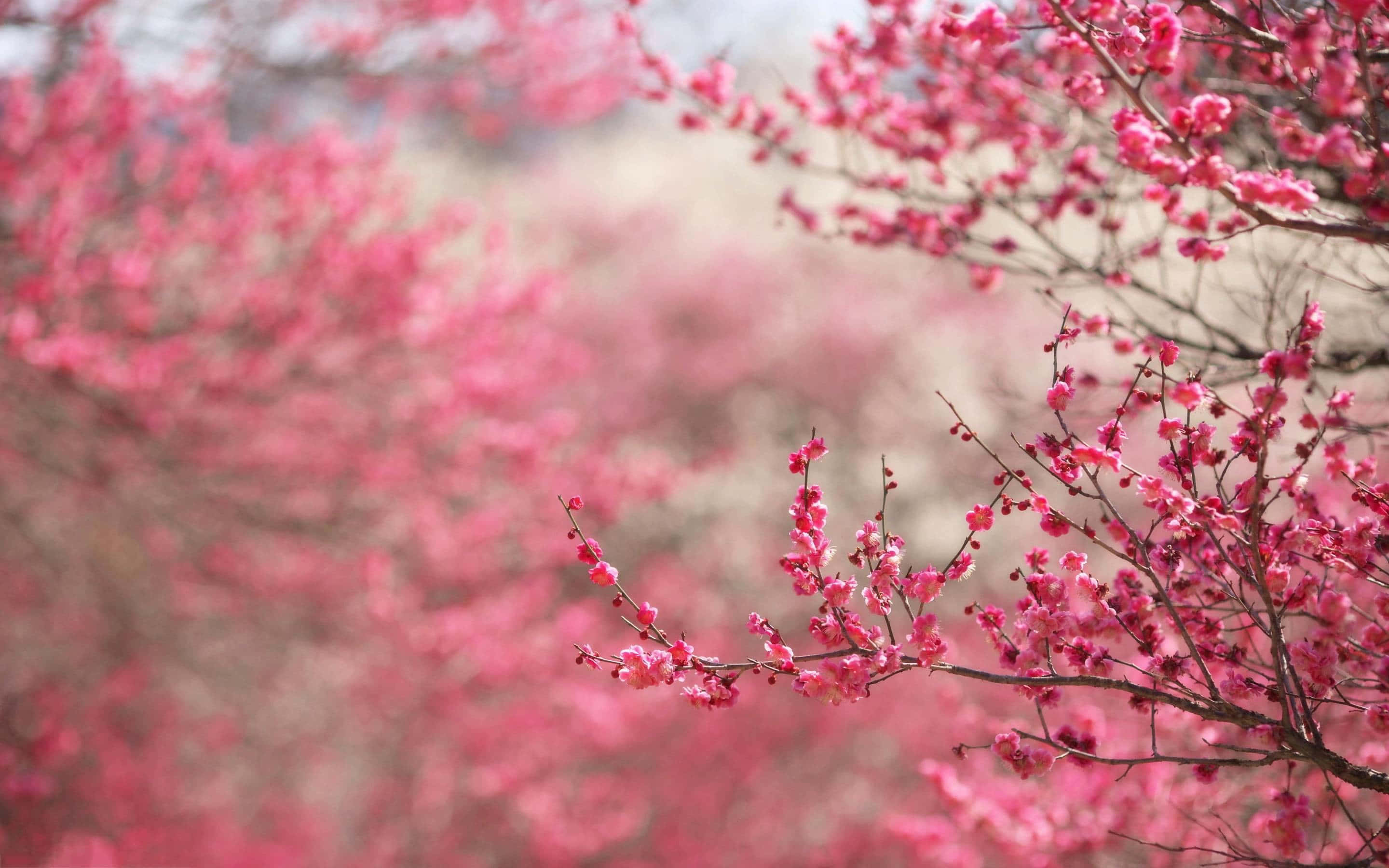 Pink Cherry Blossom 桌布 壁紙 — 鮮豔的粉紅色櫻花在纖細的樹枝上密集綻放，背景柔和模糊。