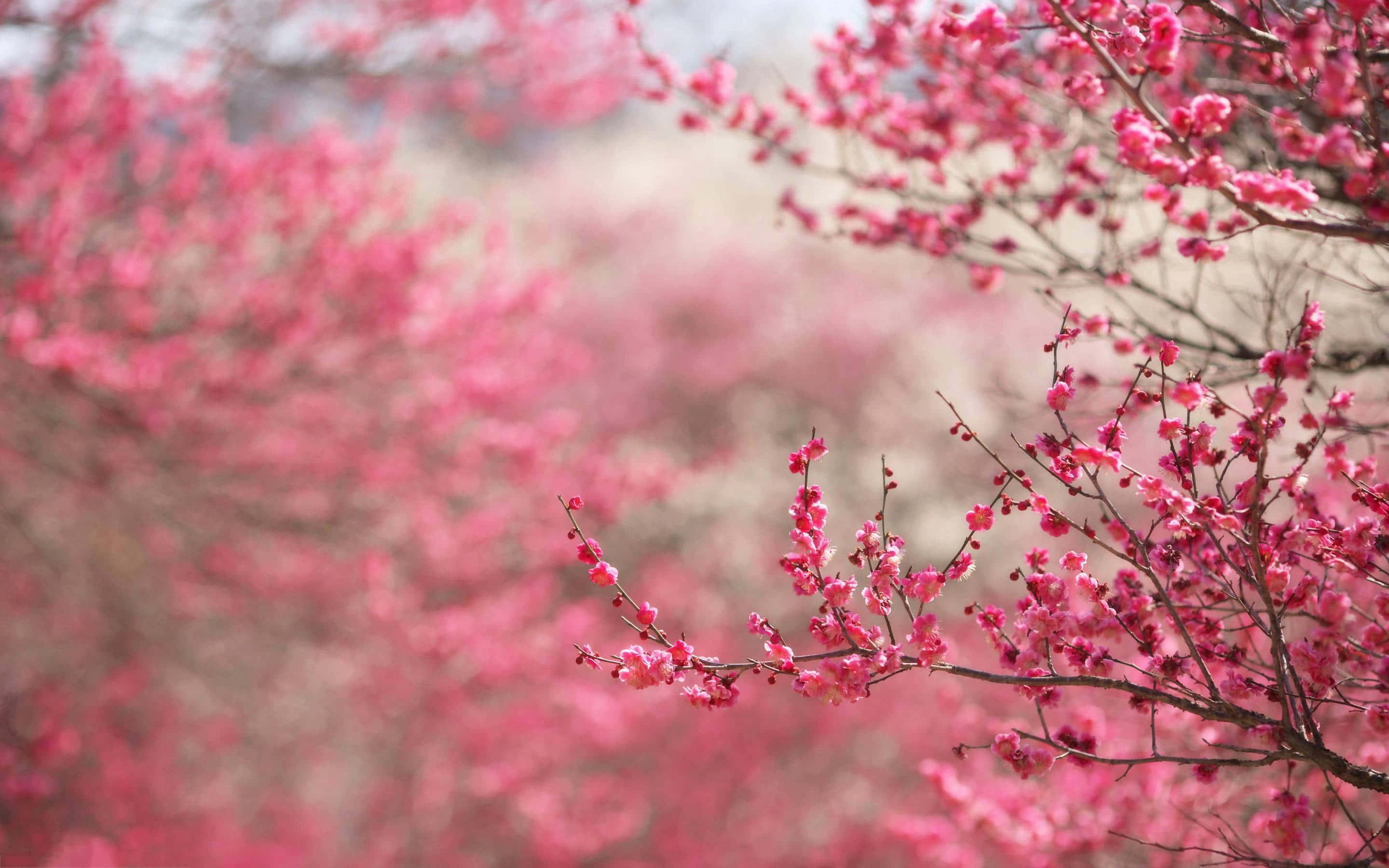 Sakura Blossom 桌布 壁紙 — 鮮豔的粉紅色櫻花在纖細的樹枝上密集綻放，背景柔和模糊。