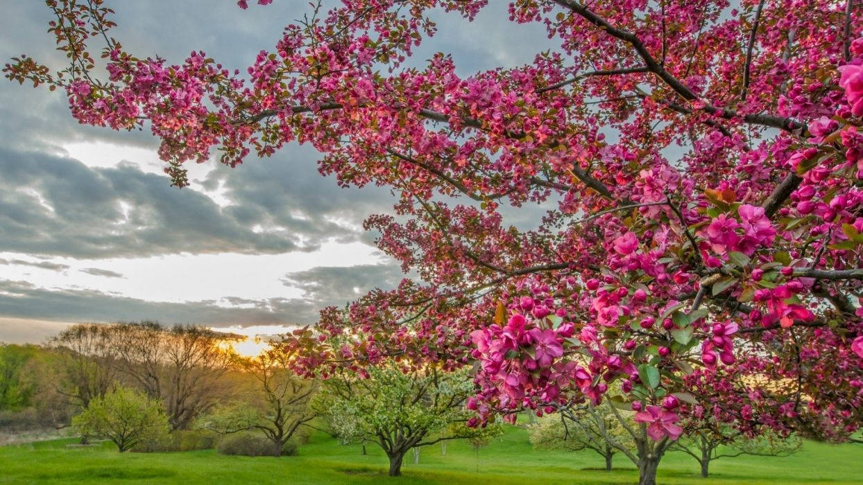 Most Beautiful Spring 桌布 壁紙 — 鮮豔的粉紅色櫻花如瀑布般覆蓋在鬱鬱蔥蔥的綠色公園上，金色的夕陽光線穿過多雲的天空。