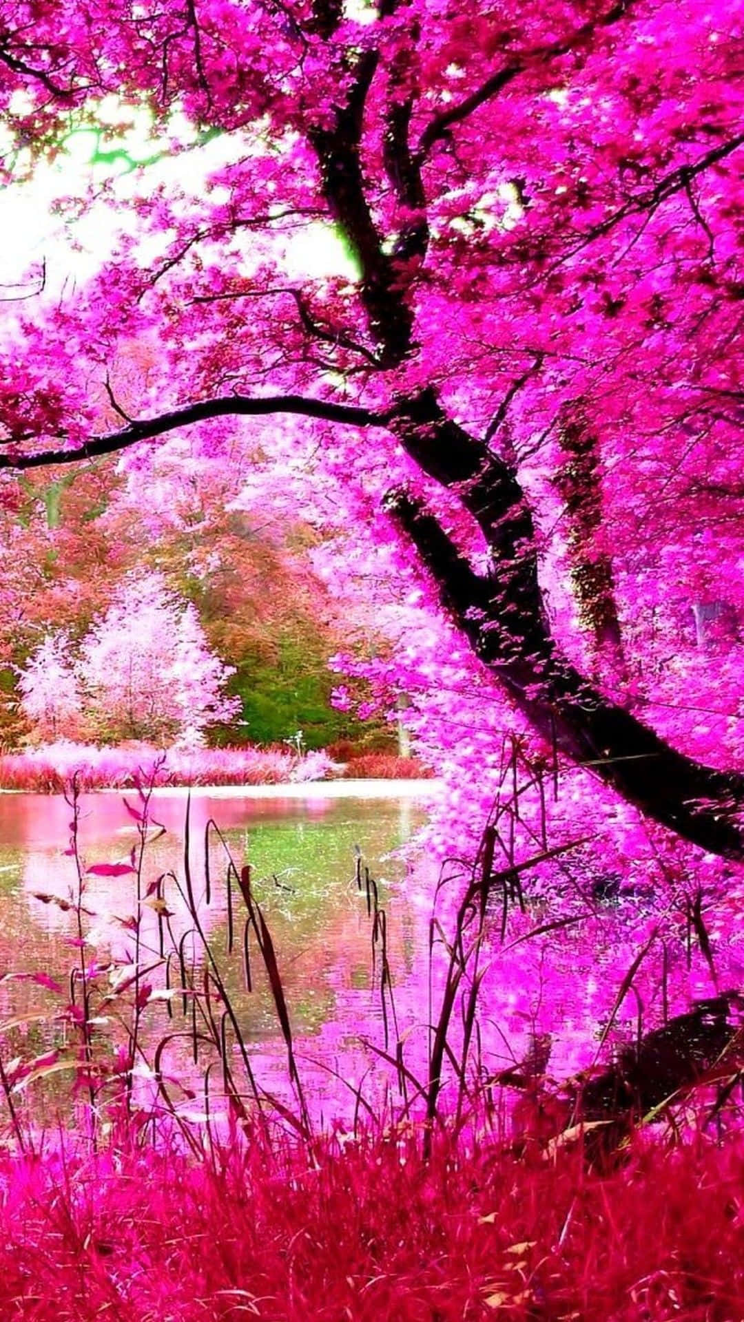 Android Nature 桌布 壁紙 — 鮮豔的粉紅色櫻花密集盛開在一棵樹上，樹枝彎曲在平靜的池塘上，倒映出超現實的花冠。