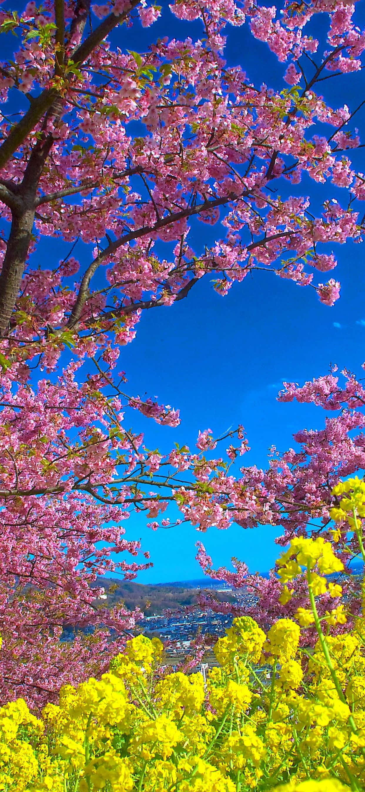 Pixel 3 Spring 桌布 壁紙 — 鮮豔的粉紅色櫻花框住了一片清澈的藍天，下方是明亮的黃色花田，遠處有城鎮。