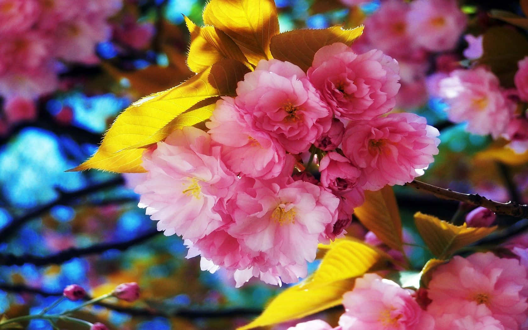 Spring Flowers Desktop 桌布 壁紙 — 鮮豔的粉紅色櫻花簇擁在帶有金色葉子的樹枝上，背景是夢幻的藍色散景。