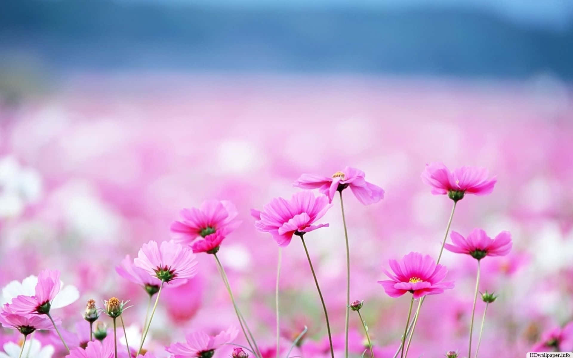 Cute Flower 桌布 壁紙 — 鮮豔的粉紅色波斯菊在陽光明媚的田野中輕輕搖曳，背景是柔和模糊的山巒。