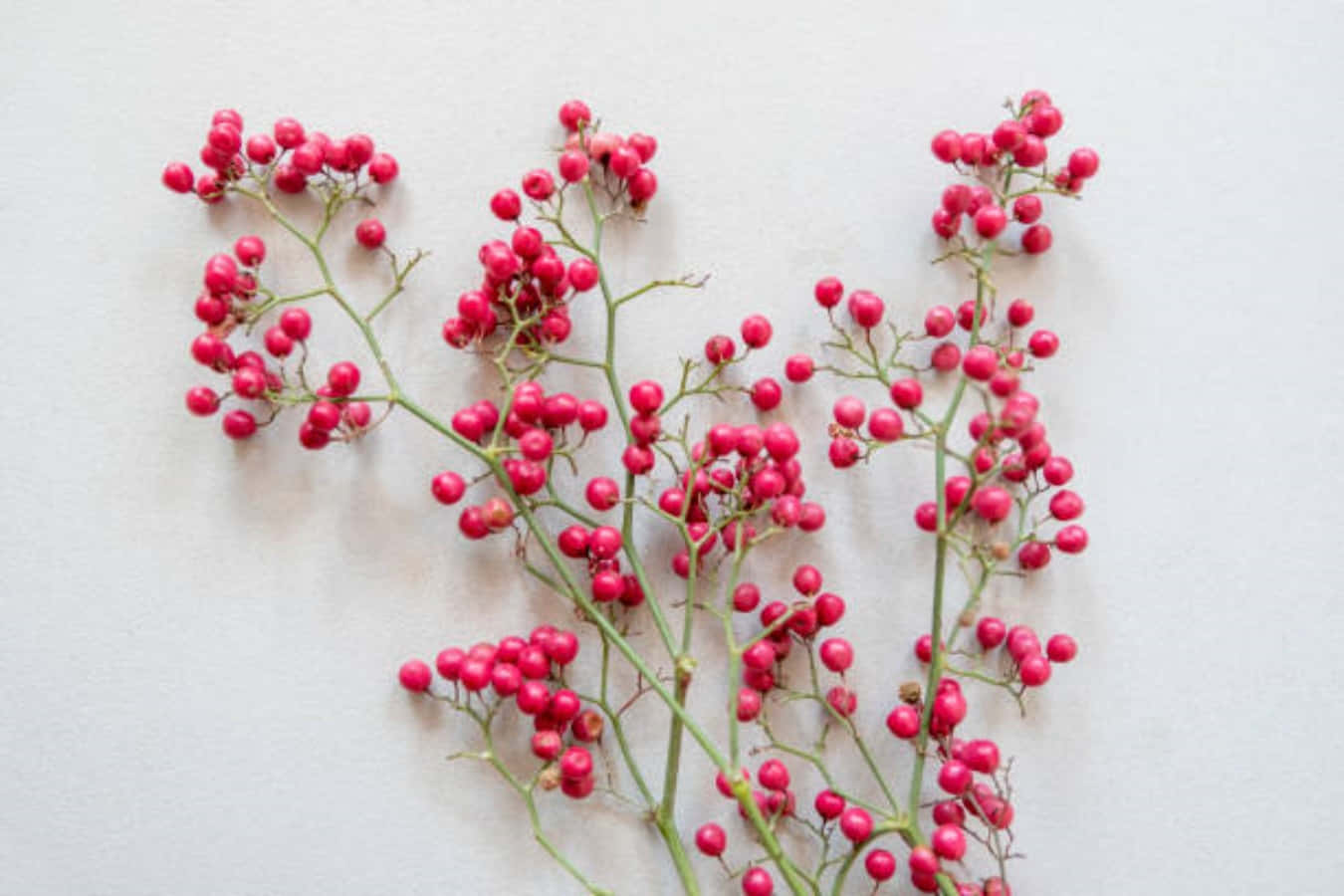 Pink Peppercorn 桌布 壁紙 — 鮮豔的粉紅色漿果簇生在纖細的綠色莖上，襯以柔和的白色背景。