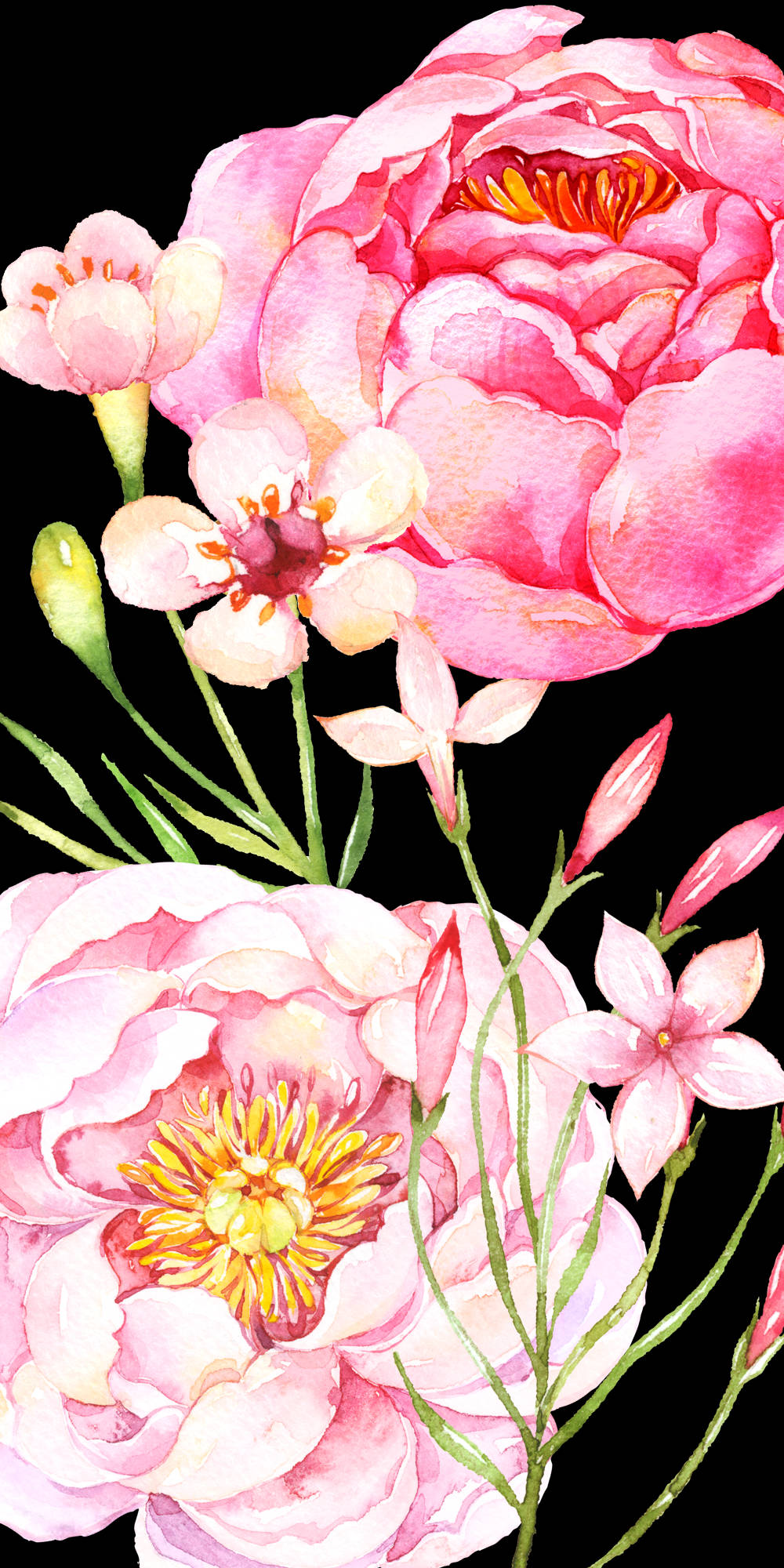 Painting 桌布 壁紙 — 鮮豔的粉紅色牡丹和花朵在純黑色背景上以細膩的水彩風格綻放。