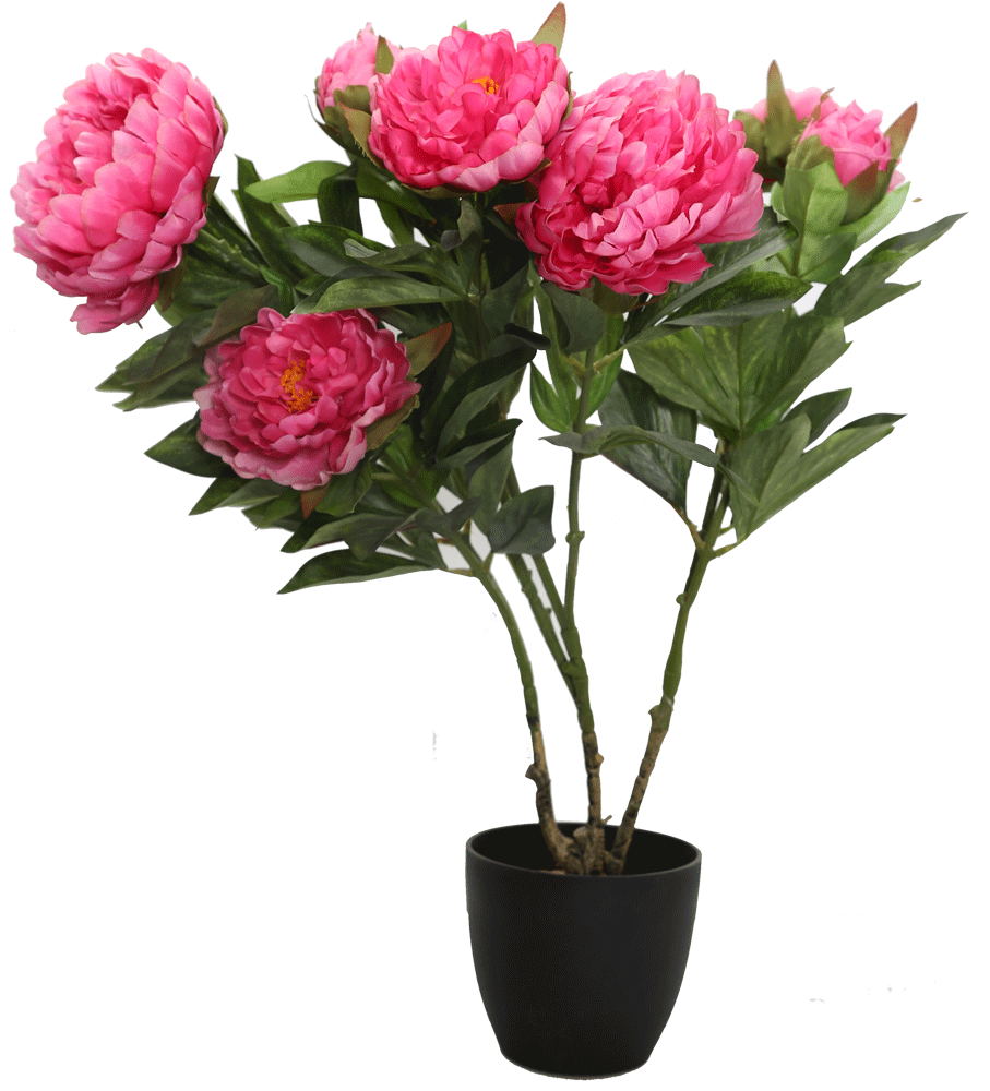 Peony 桌布 壁紙 — 鮮豔的粉紅色牡丹在時尚的黑色花盆中茂盛綻放，背景為清晰的透明背景。