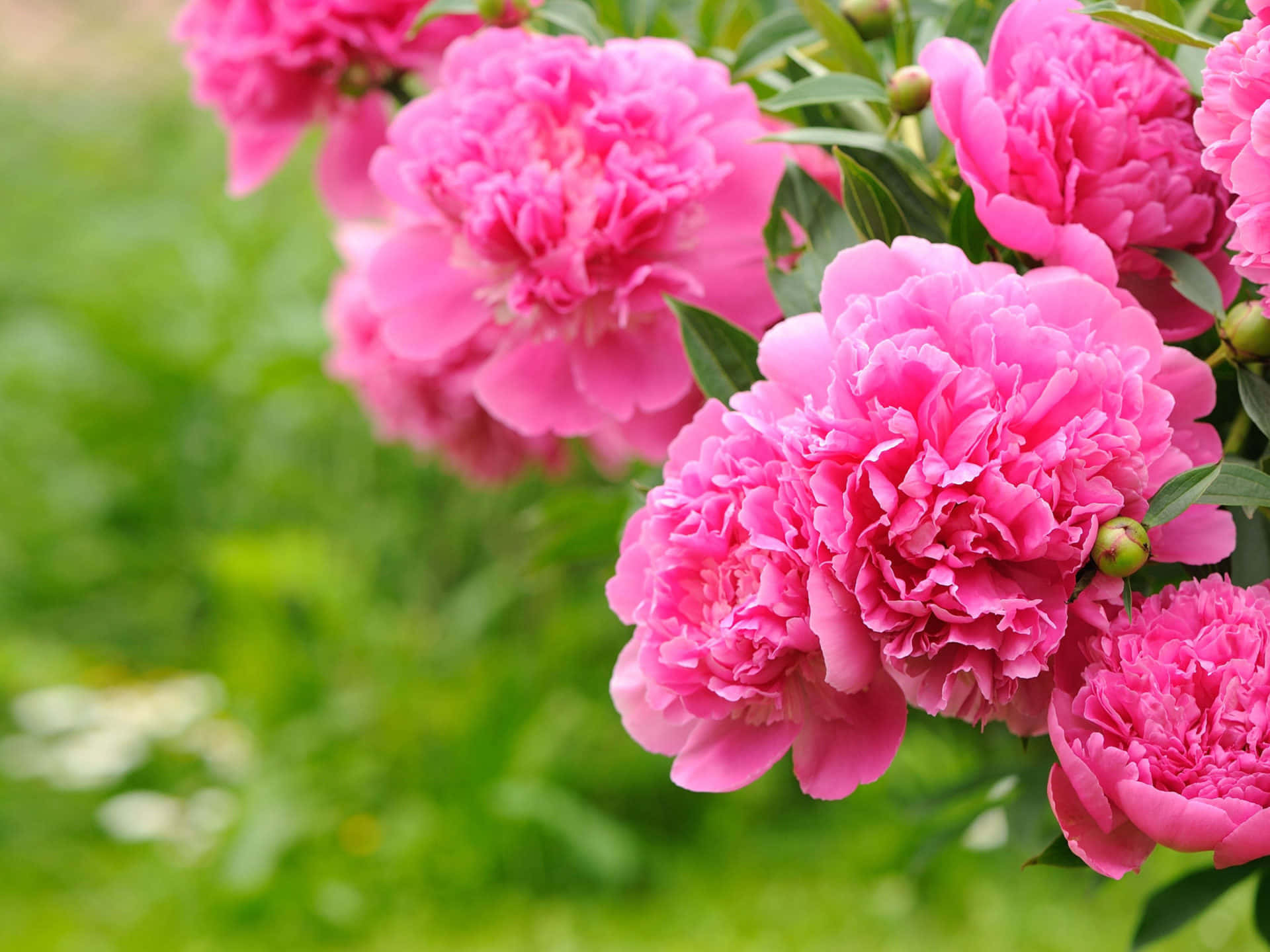 Pink Flowers 桌布 壁紙 — 鮮豔的粉紅色牡丹在柔和的綠色花園背景下茂盛地層層綻放。