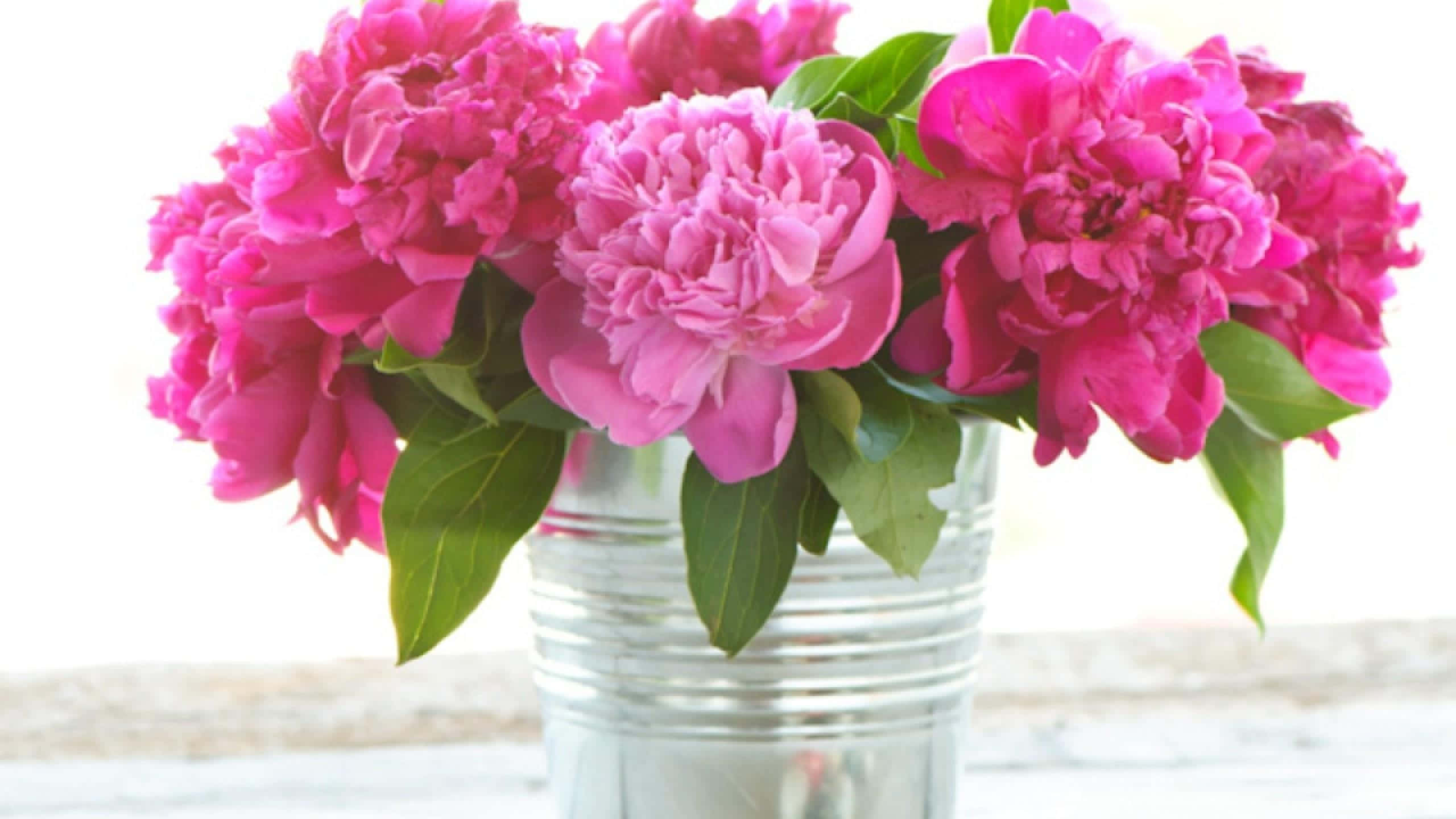 Peony 桌布 壁紙 — 鮮豔的粉紅色牡丹在透明玻璃罐中盛開，襯托著明亮的白色背景。