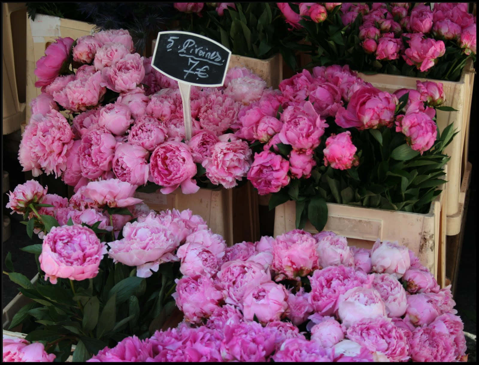 Peony 桌布 壁紙 — 鮮豔的粉紅色牡丹從繁忙花市攤位的木箱中滿溢而出。