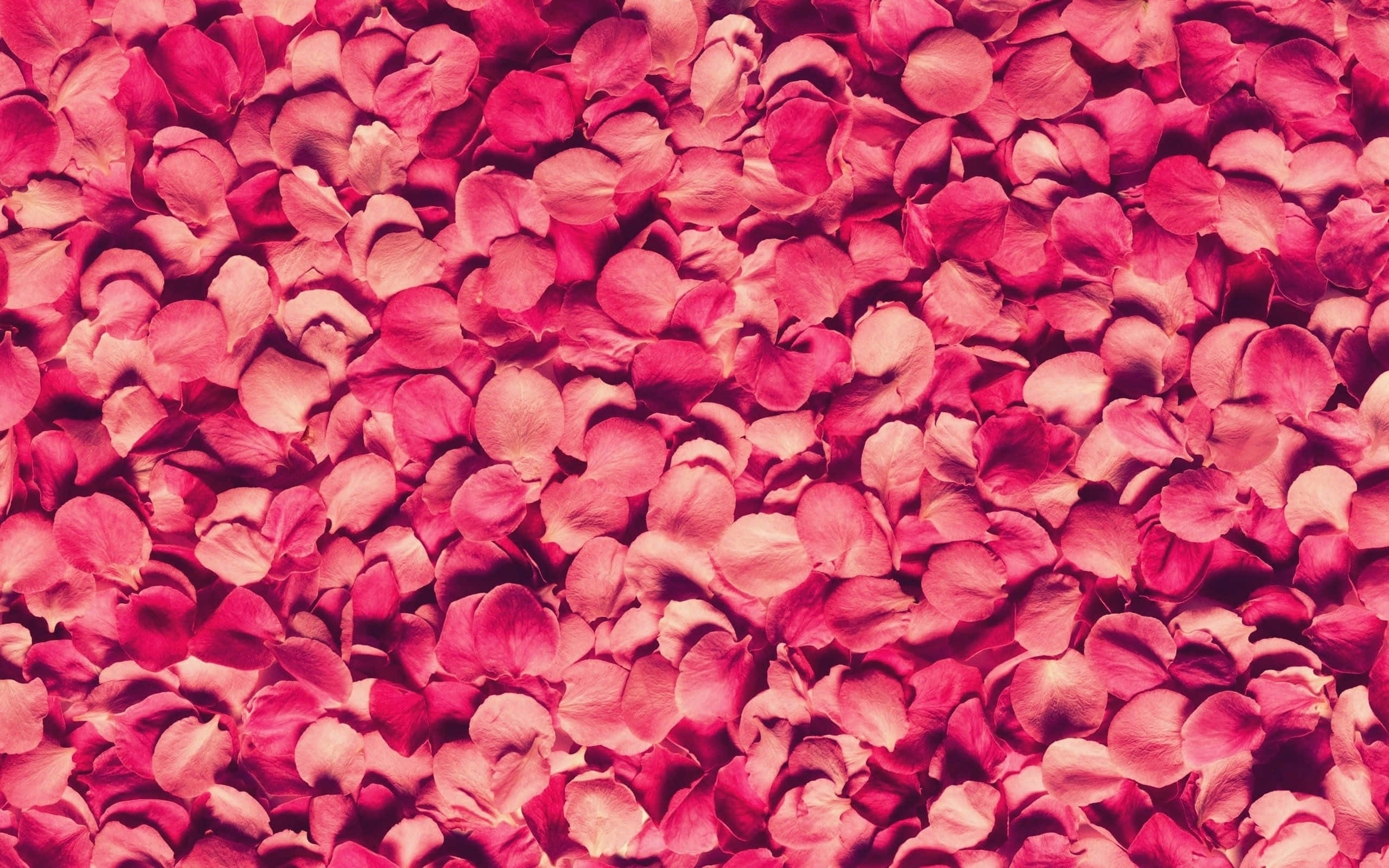 Rose Petal 桌布 壁紙 — 鮮豔的粉紅色玫瑰花瓣形成密集的地毯，營造出帶有微妙色彩漸變的柔軟浪漫質感。