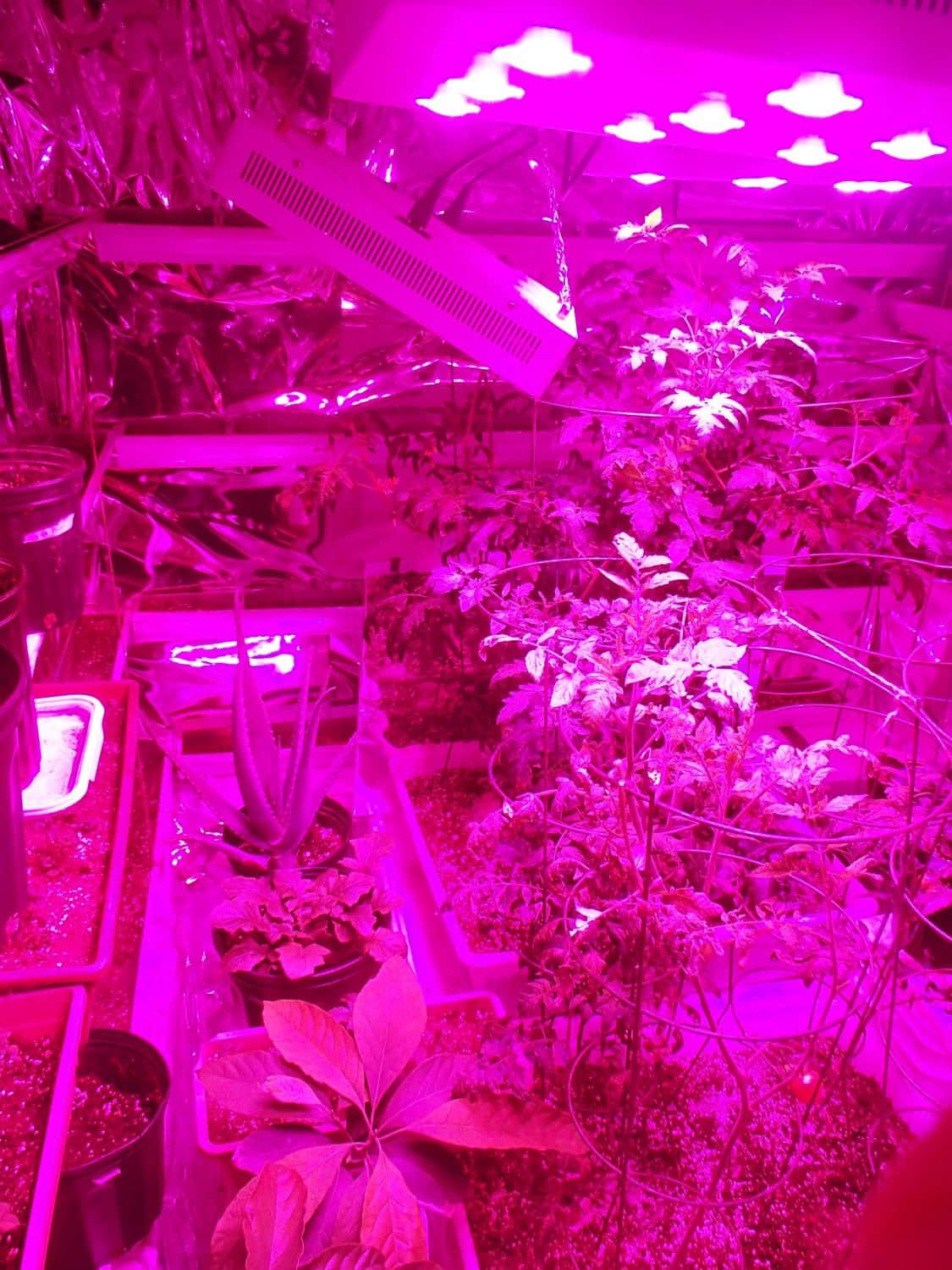 桌布 壁紙 — 鮮豔的粉紅色生長燈照亮了密集的室內水耕花園設置中茂盛的綠色植物。
