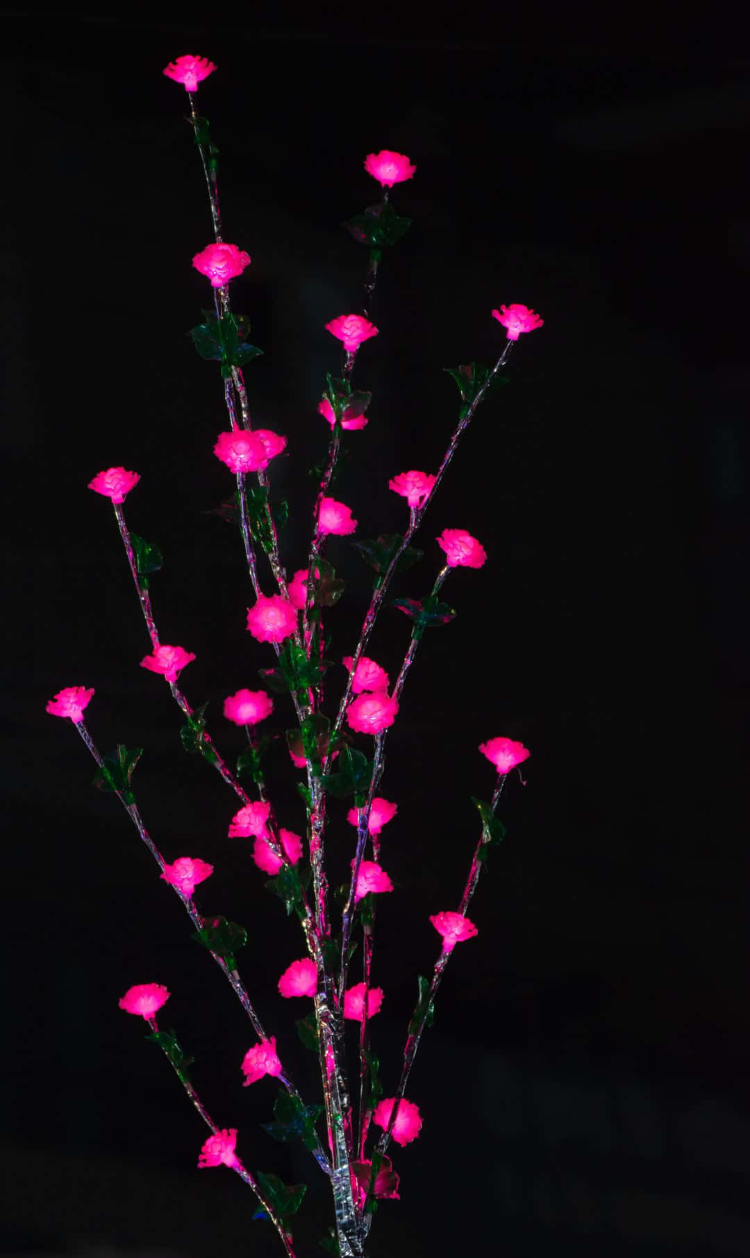 1080x1812 桌布 壁紙 — 鮮豔的粉紅色發光花朵在纖細的莖上盛開，襯托著深黑色背景。