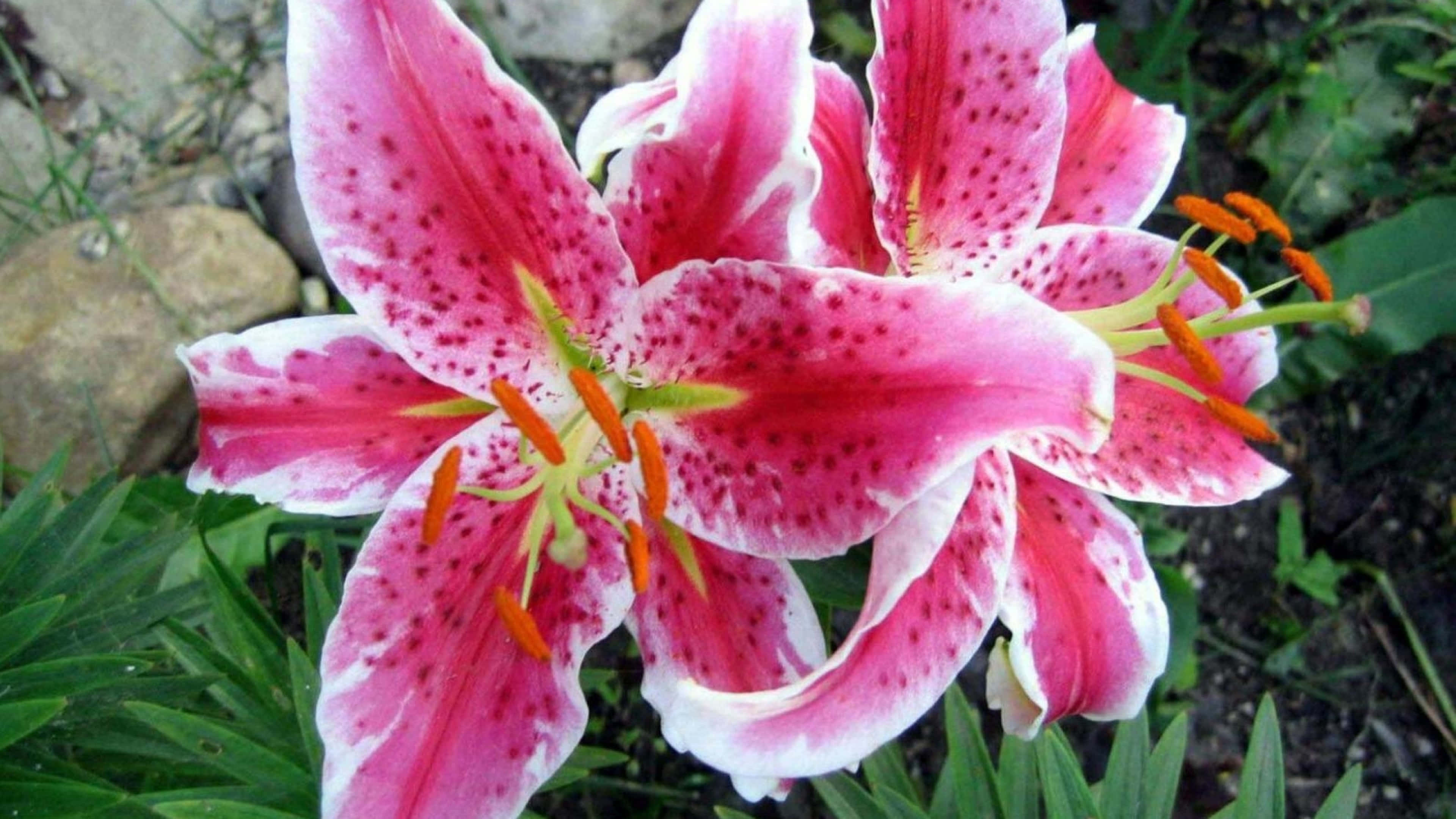 lily 桌布 壁紙 — 鮮豔的粉紅色百合，帶有斑點花瓣和橙色雄蕊，在綠色葉子和岩石間盛開。