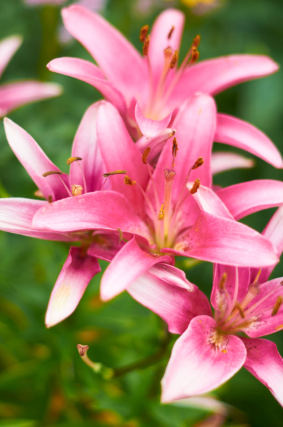 Pretty Pink 桌布 壁紙 — 鮮豔的粉紅色百合在柔焦中綻放，襯托著茂密的綠色樹葉，營造出寧靜的花卉構圖。
