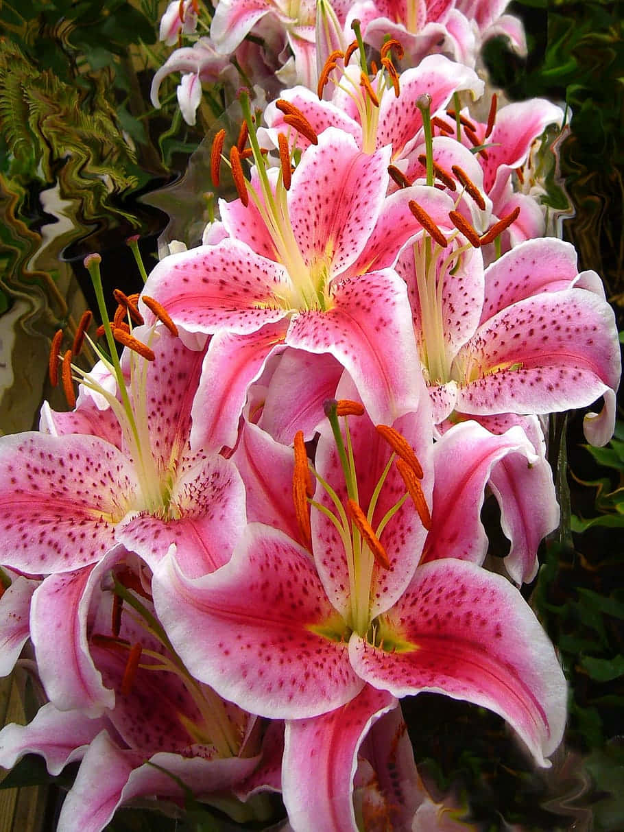 Plant 桌布 壁紙 — 鮮豔的粉紅色百合花，帶有斑點花瓣和橙色雄蕊，在超現實的波浪形綠色背景上盛開。
