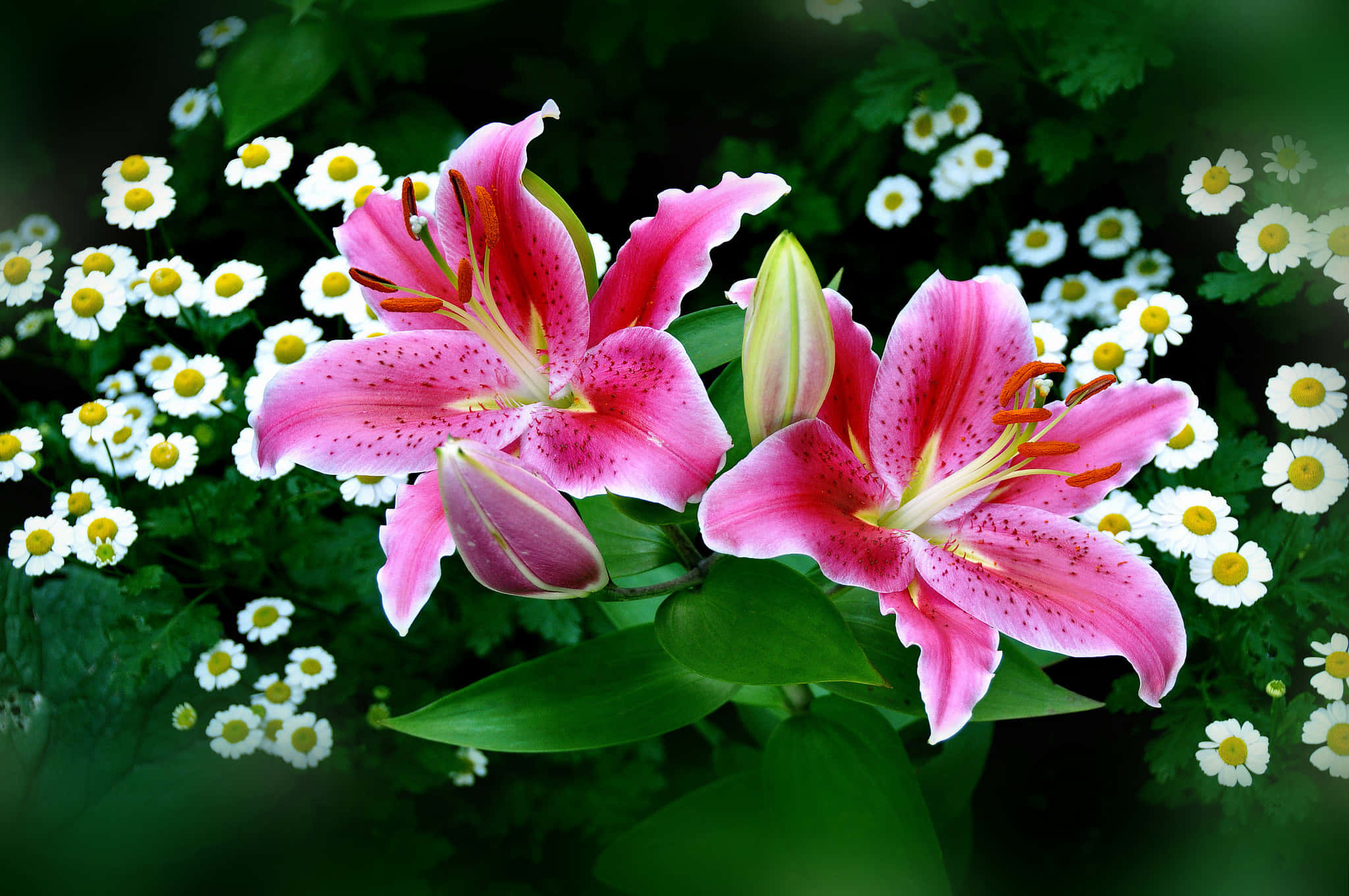 lily 桌布 壁紙 — 鮮豔的粉紅色百合花帶有斑點花瓣，在白色雛菊和茂密綠葉的田野中盛開。