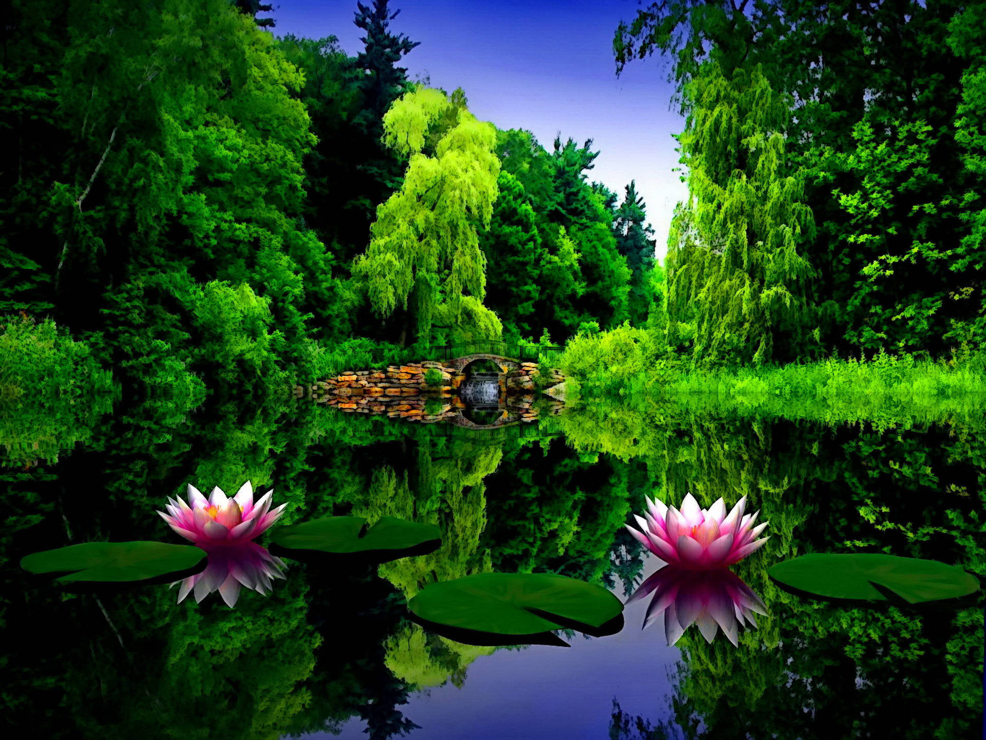 公園 桌布 壁紙 — 鮮豔的粉紅色睡蓮漂浮在如鏡的池塘上，周圍環繞著茂密的綠樹和一座石橋。
