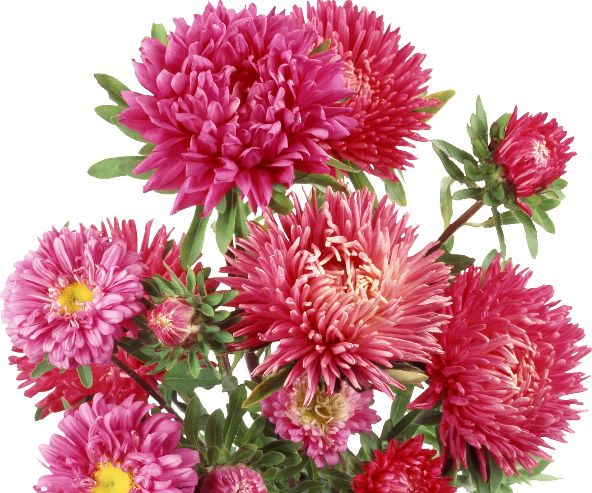 Pink Chrysanthemums 桌布 壁紙 — 鮮豔的粉紅色紫菀花，帶有黃色花心和綠色葉子，在純白背景上盛開。