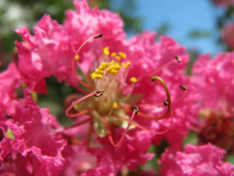 Pretty Pink 桌布 壁紙 — 鮮豔的粉紅色紫薇花，帶有精緻的流蘇花瓣和纖細的雄蕊，襯托著柔和的藍天。
