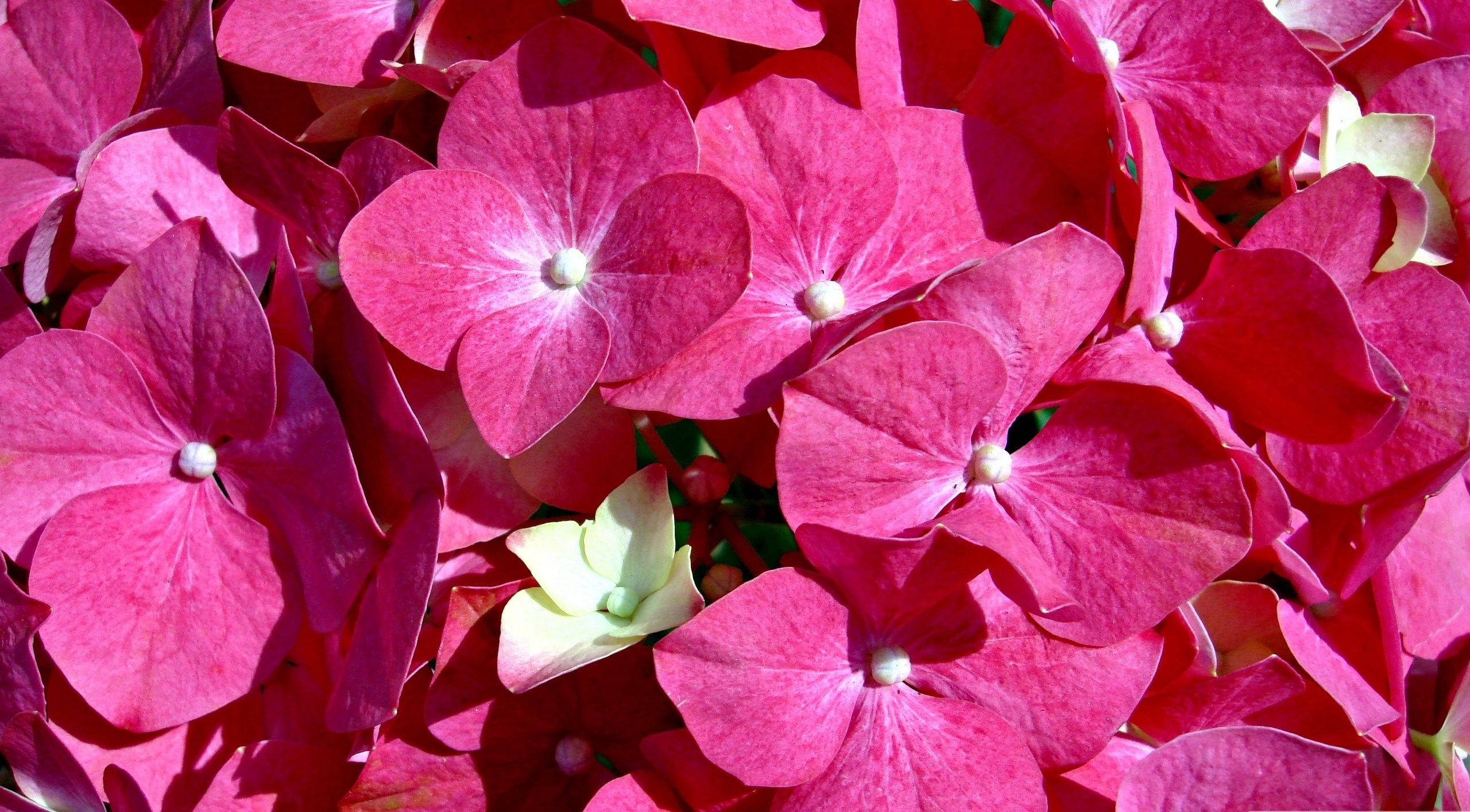 Flowers 桌布 壁紙 — 鮮豔的粉紅色繡球花，帶有精緻的白色花心，沐浴在明亮的陽光下。