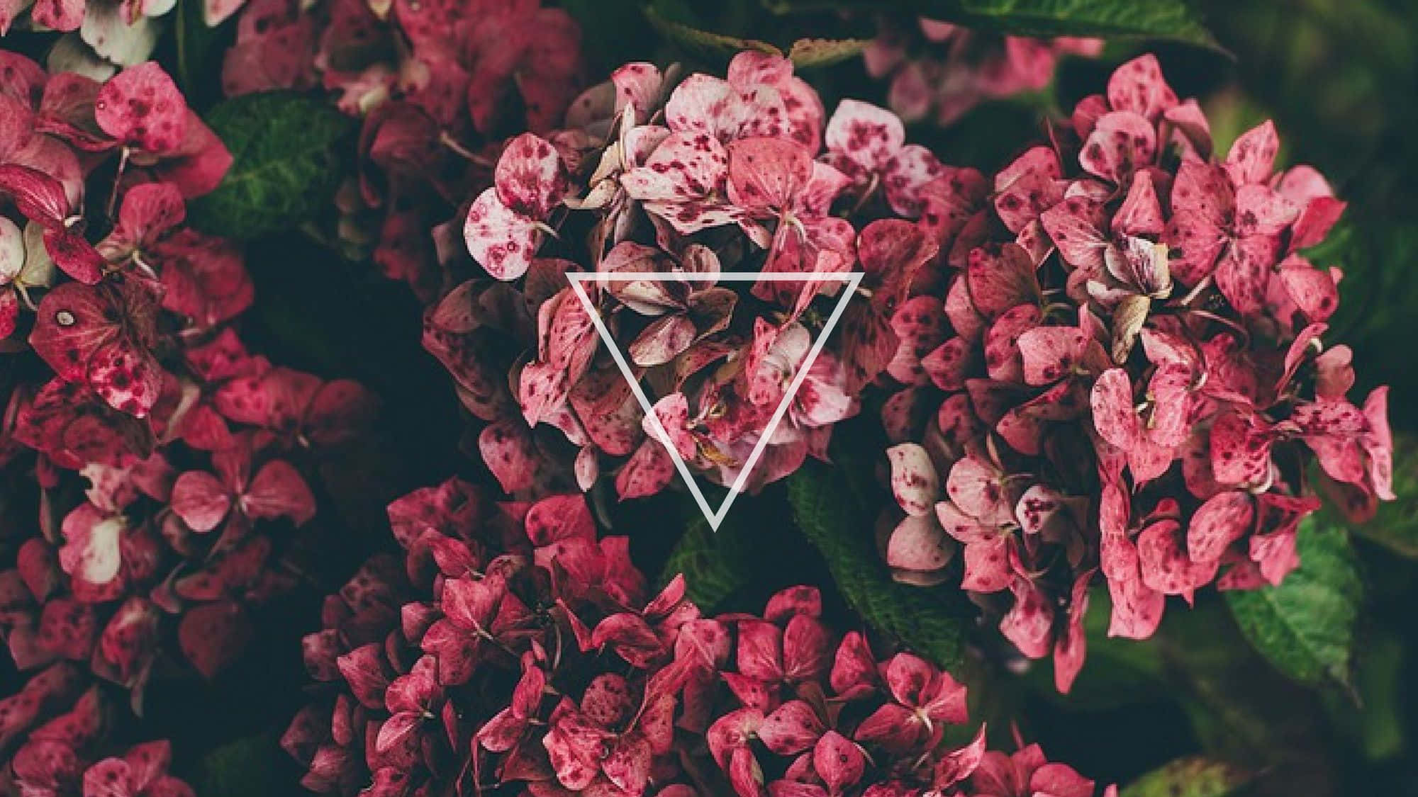 Hydrangea 桌布 壁紙 — 鮮豔的粉紅色繡球花帶有白色斑點，並在茂盛綠葉上疊加幾何三角形圖案。
