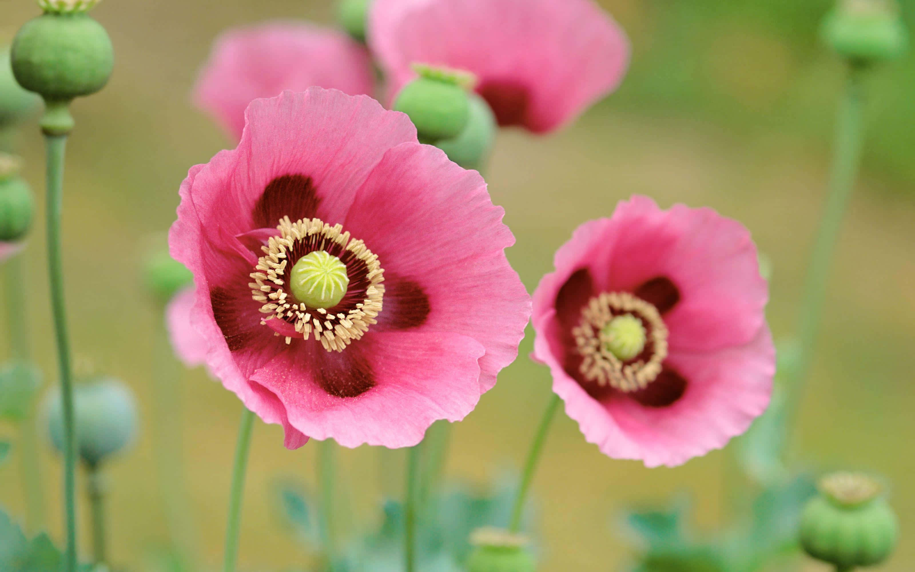 Poppy 桌布 壁紙 — 鮮豔的粉紅色罌粟花，帶有深色中心和綠色莖，在模糊的自然背景下柔和綻放。