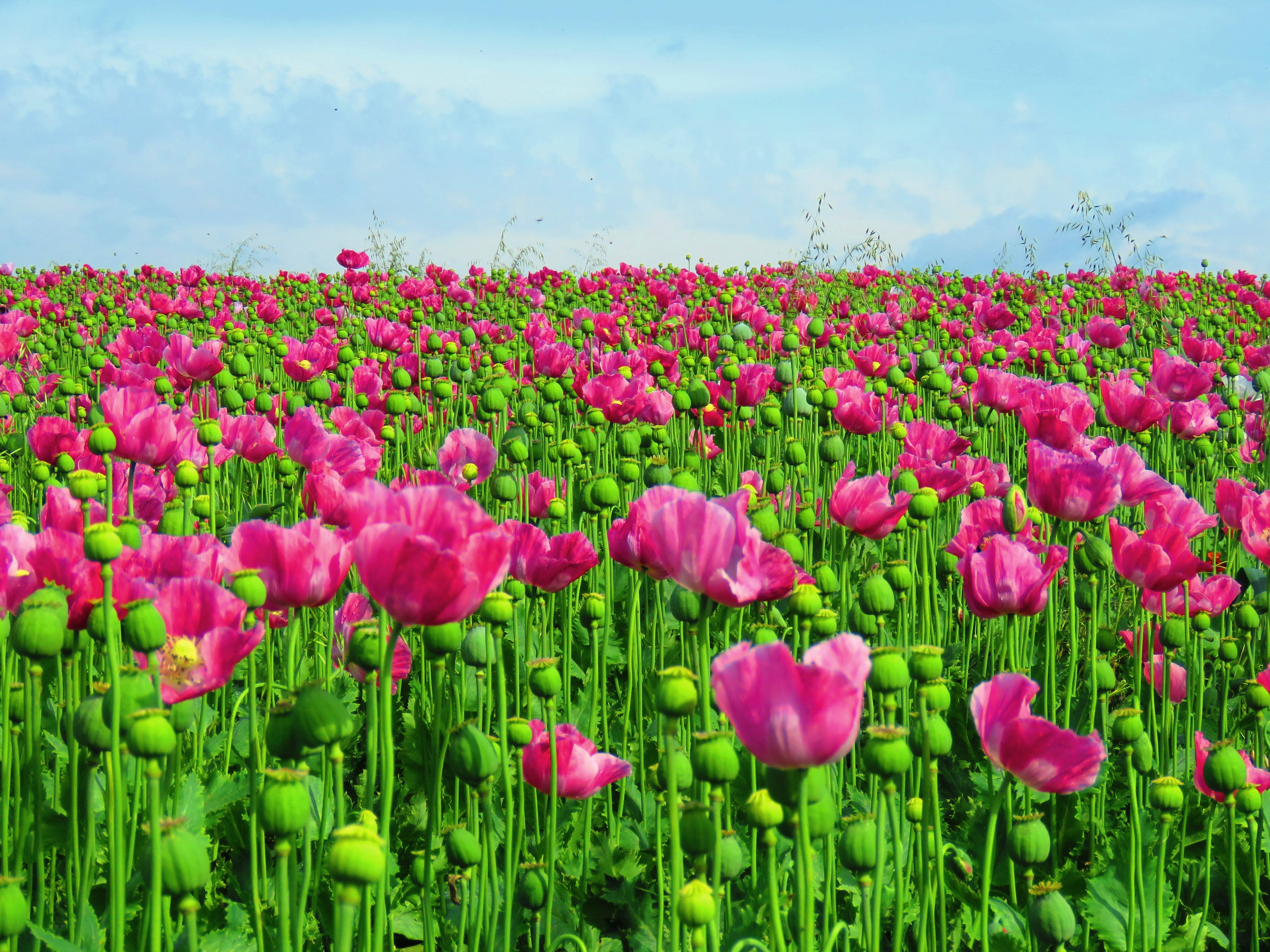 Poppy 桌布 壁紙 — 鮮豔的粉紅色罌粟花在茂盛的綠色田野中盛開，天空柔和藍色，雲朵散佈。