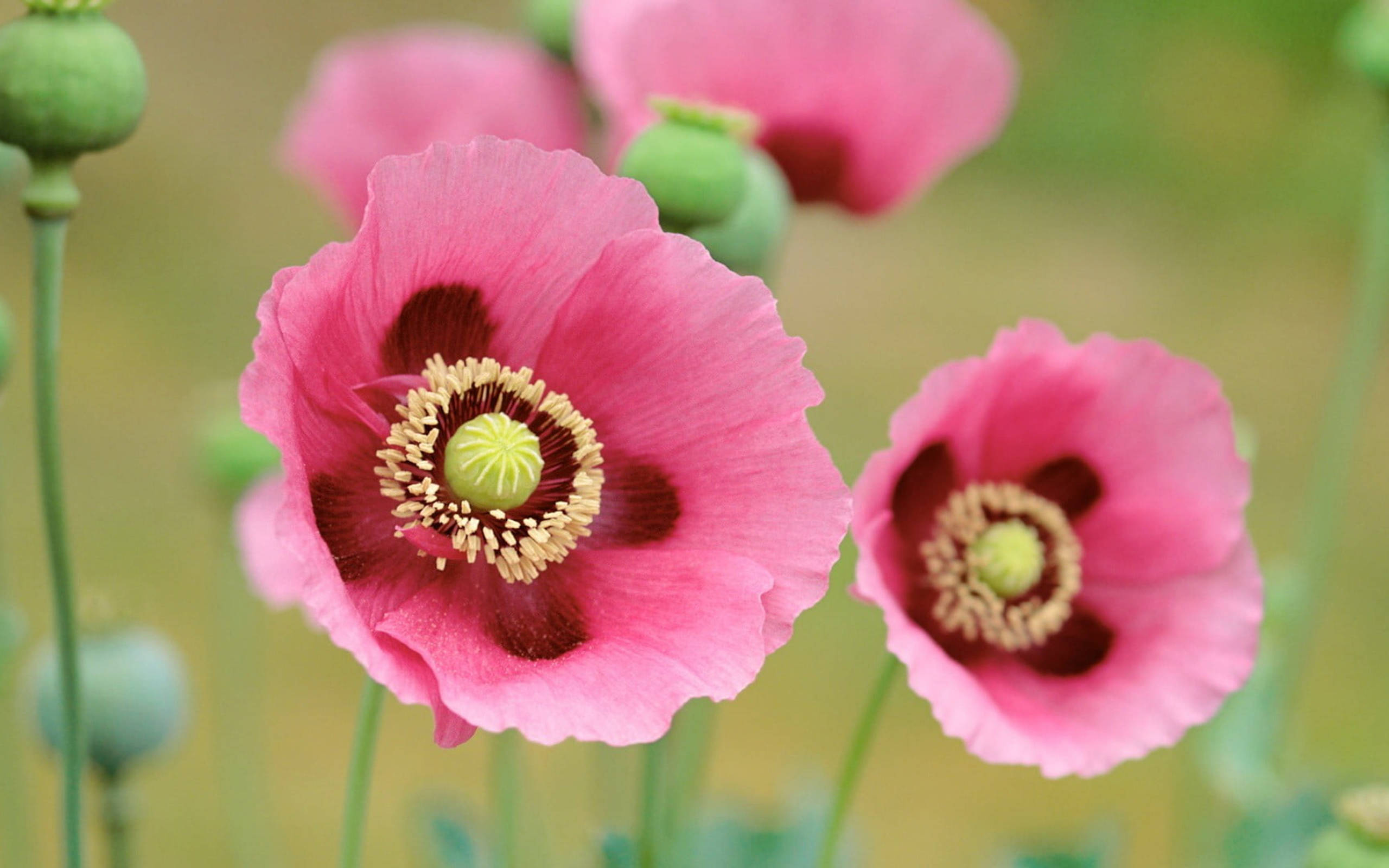 Poppy 桌布 壁紙 — 鮮豔的粉紅色罌粟花帶有深色花心，在柔和日光下，在模糊的綠色田野中柔軟綻放。