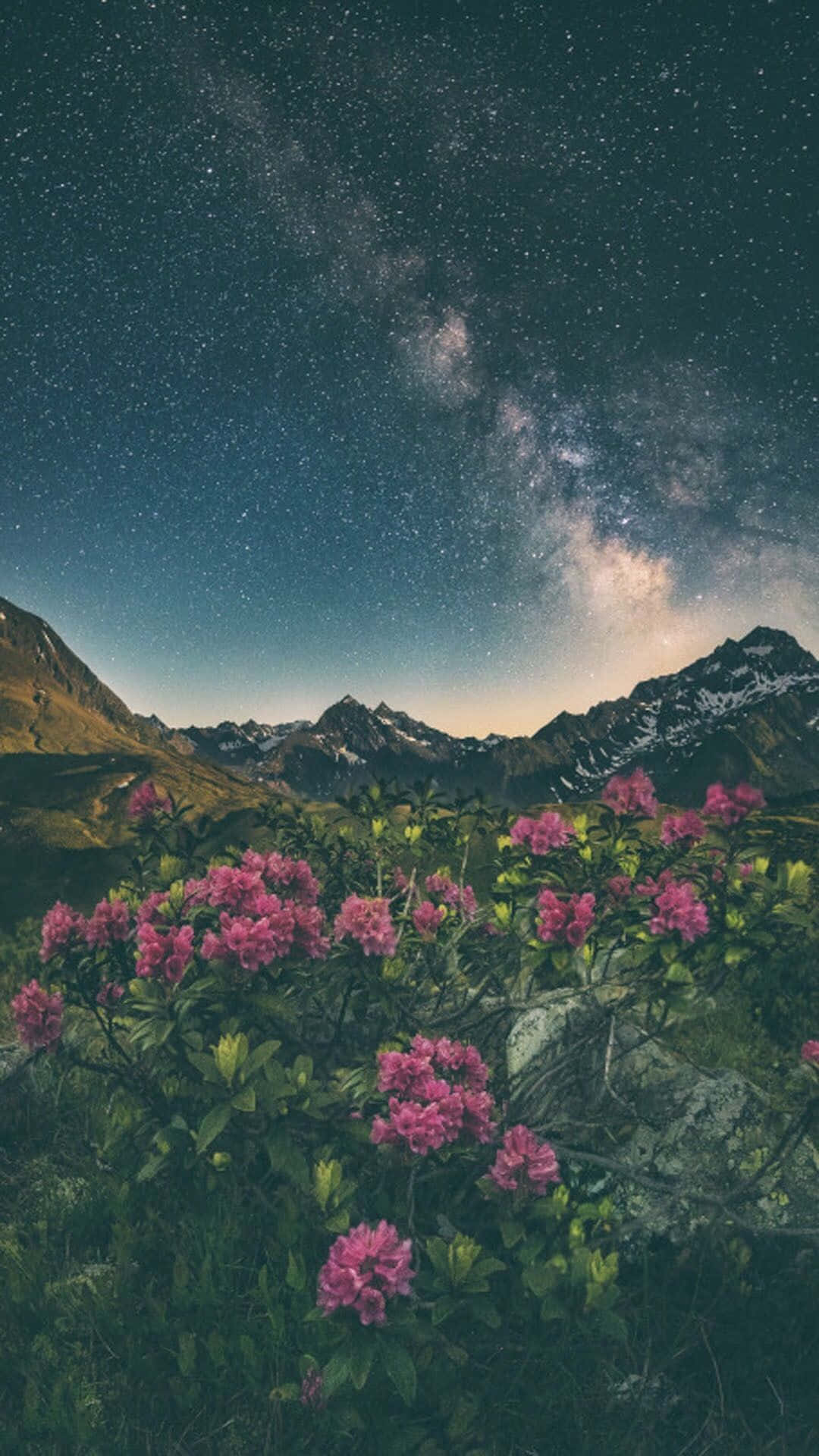 Nature Aesthetic Phone 桌布 壁紙 — 鮮豔的粉紅色花朵在山谷中盛開，在銀河拱起的星空夜空下。