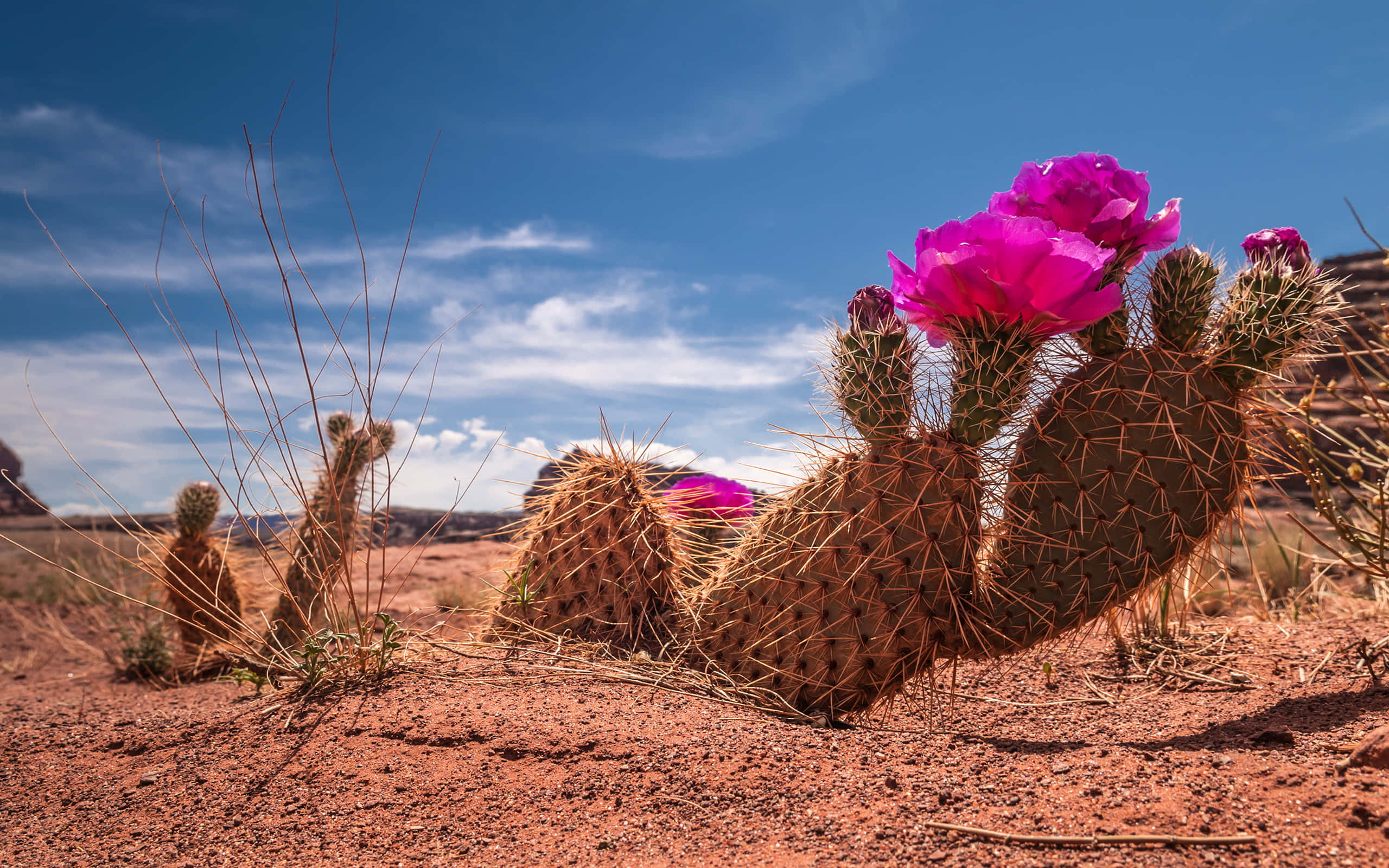 Cactus 桌布 壁紙 — 鮮豔的粉紅色花朵在帶刺的仙人掌上頑強地綻放，映襯著廣闊的藍天，在陽光炙烤的沙漠景觀中。