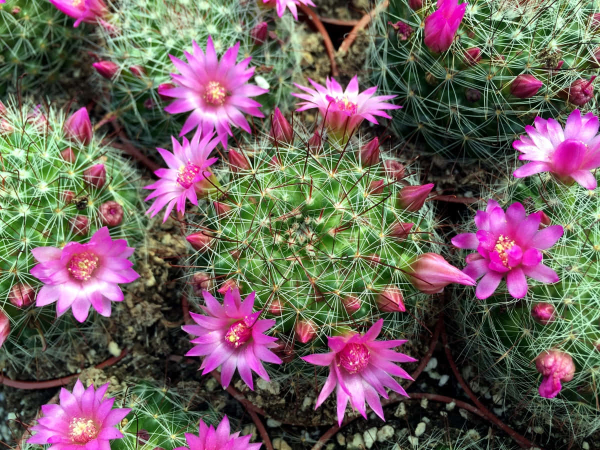 Cactus Plants 桌布 壁紙 — 鮮豔的粉紅色花朵在帶刺的綠色仙人掌上 delicately 綻放，特寫花園場景。