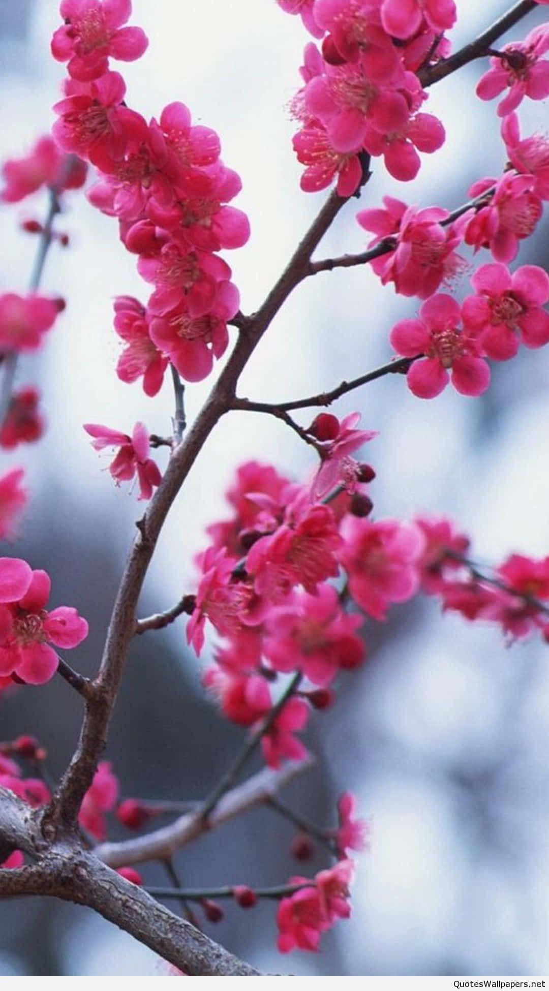 iPhone Flowers 桌布 壁紙 — 鮮豔的粉紅色花朵在柔和的模糊冬日天空背景下，密集地簇擁在深色樹枝上。
