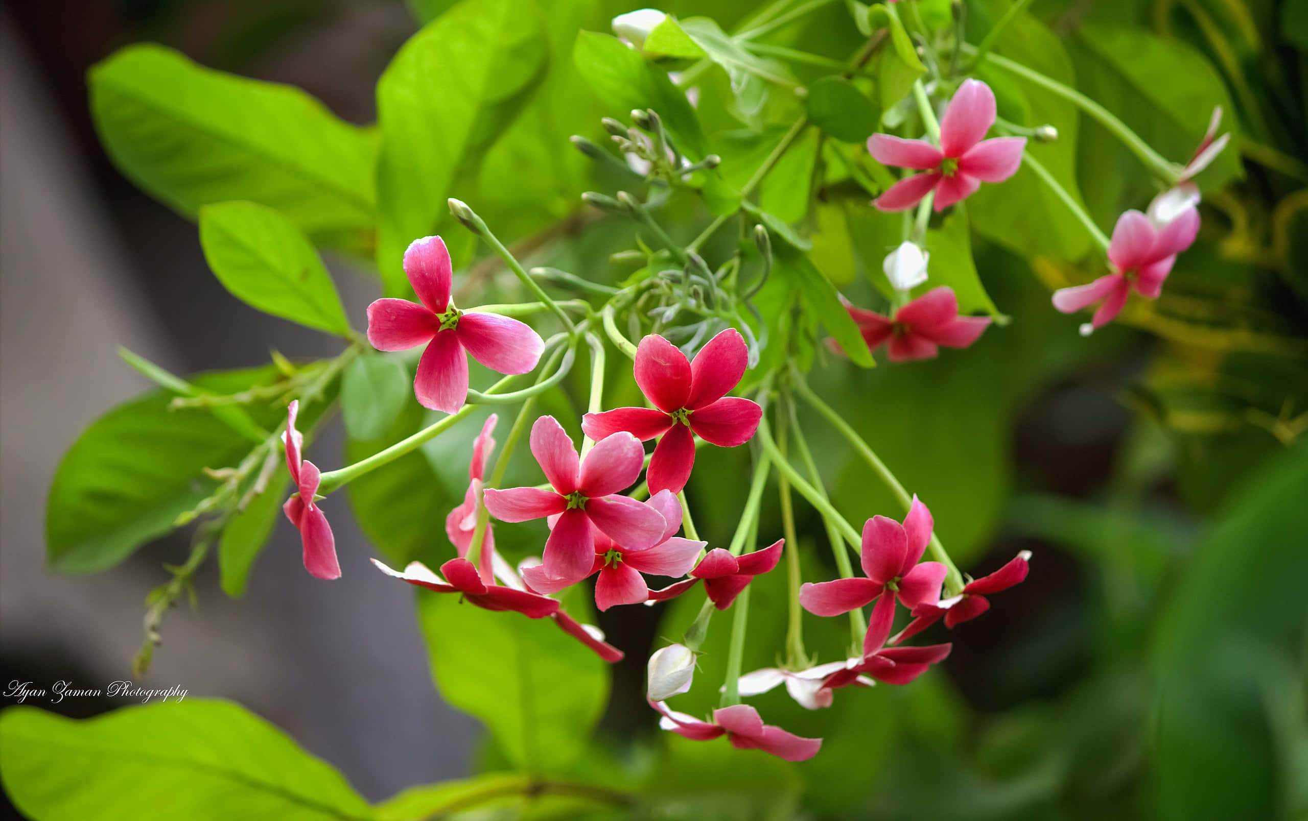 美麗的花朵 桌布 壁紙 — 鮮豔的粉紅色花朵在柔焦的花園場景中，在茂密的綠葉中盛開。