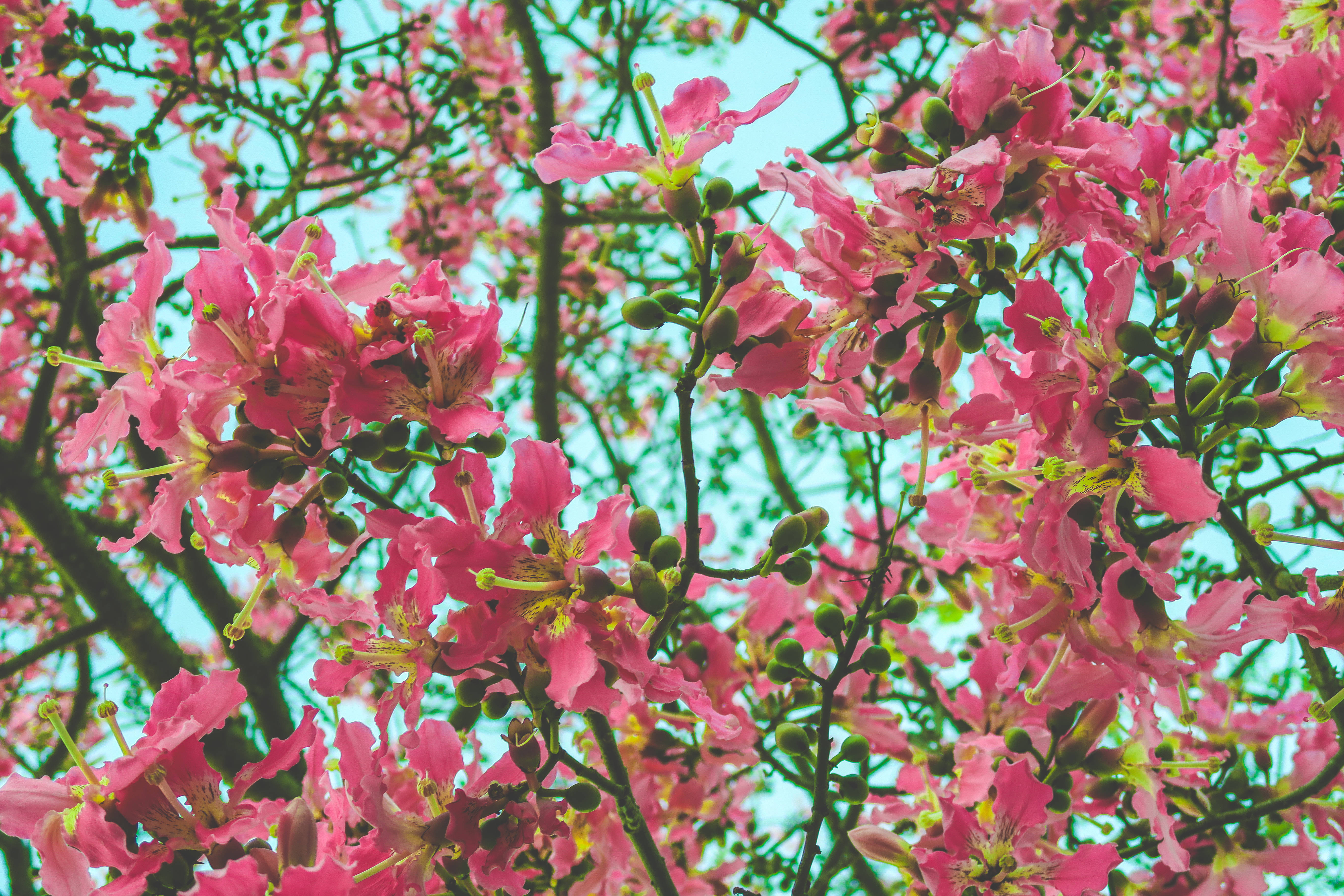 花 iPhone 桌布 壁紙 — 鮮豔的粉紅色花朵在樹枝上密集盛開，映襯著清澈的藍綠色天空。