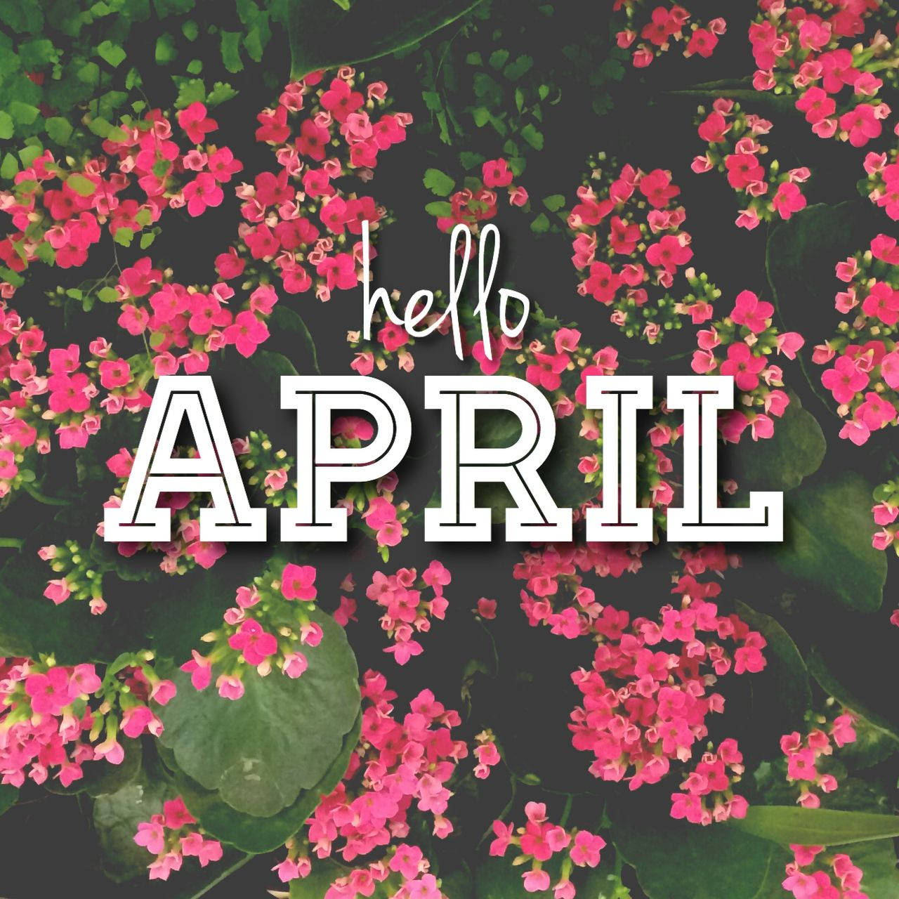 April 桌布 壁紙 — 鮮豔的粉紅色花朵在深綠色葉子中密集綻放，粗體白色文字寫著哈囉四月。