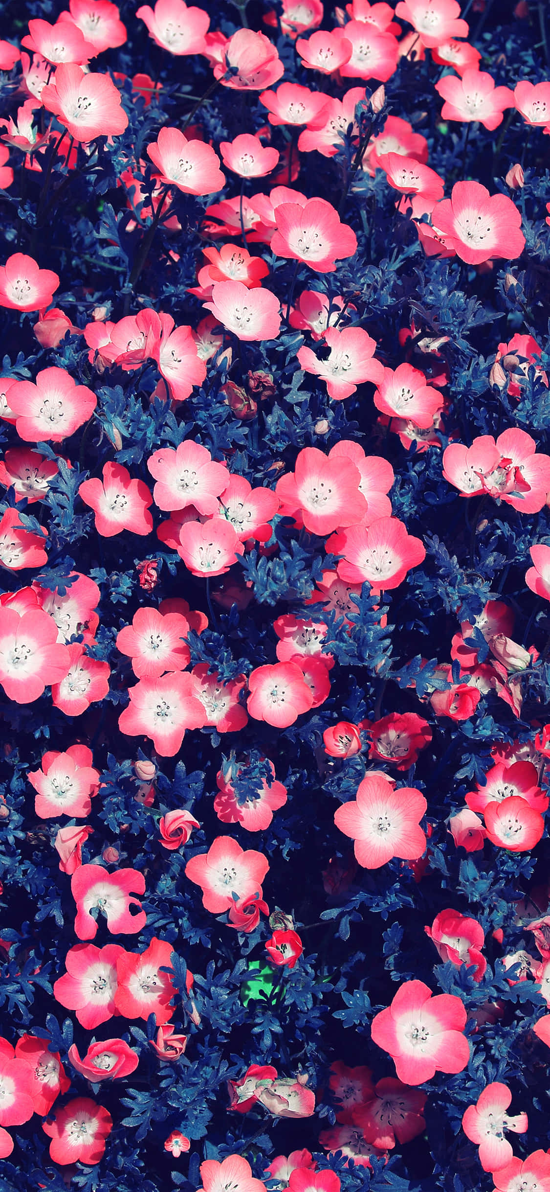 photography iPhone 桌布 壁紙 — 鮮豔的粉紅色花朵在深藍色葉子背景下密集盛開，形成一片茂盛的花田。