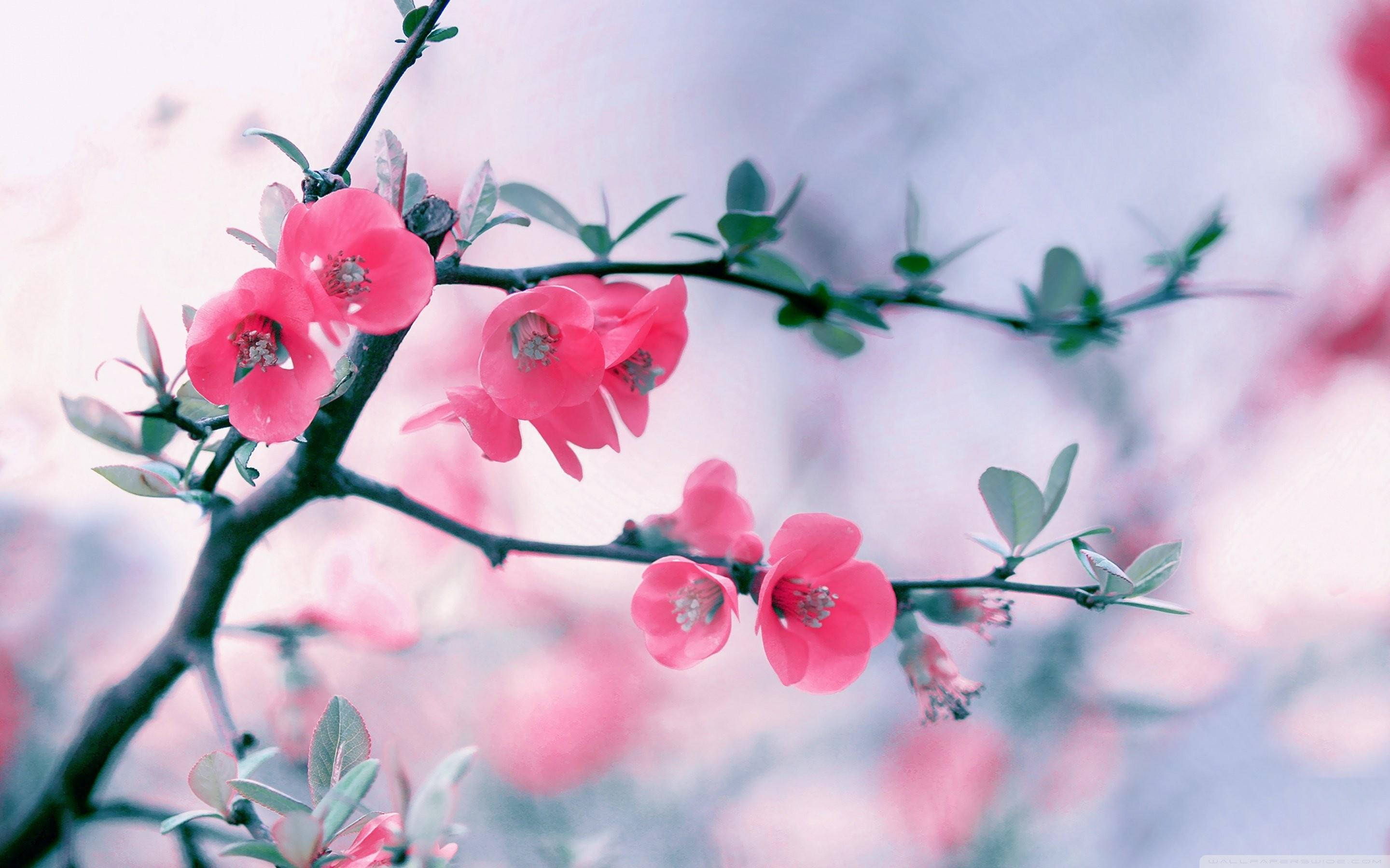 春天花朵 桌布 壁紙 — 鮮豔的粉紅色花朵在纖細的樹枝上 delicately 綻放，襯托著柔和的粉彩天空。