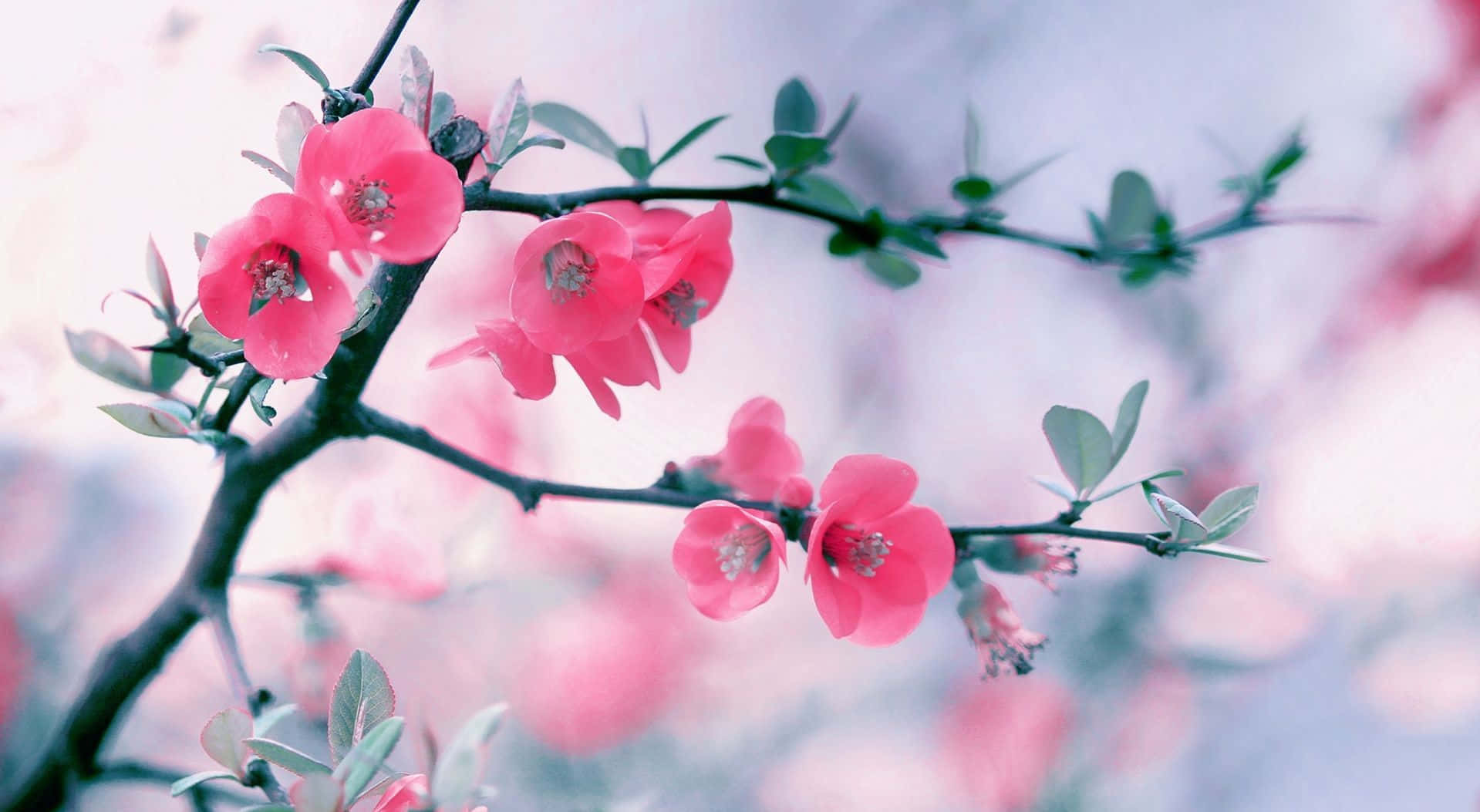 Spring Bloom 桌布 壁紙 — 鮮豔的粉紅色花朵在纖細的樹枝上 delicately 綻放，背景是柔和模糊的粉彩天空。