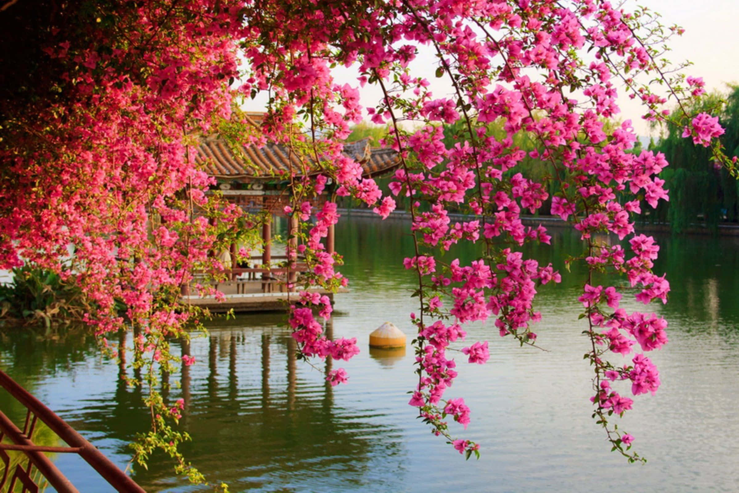 Spring Bloom 桌布 壁紙 — 鮮豔的粉紅色花朵如瀑布般垂落在平靜的池塘上，池塘倒映著傳統亭台，沐浴在柔和日光下。