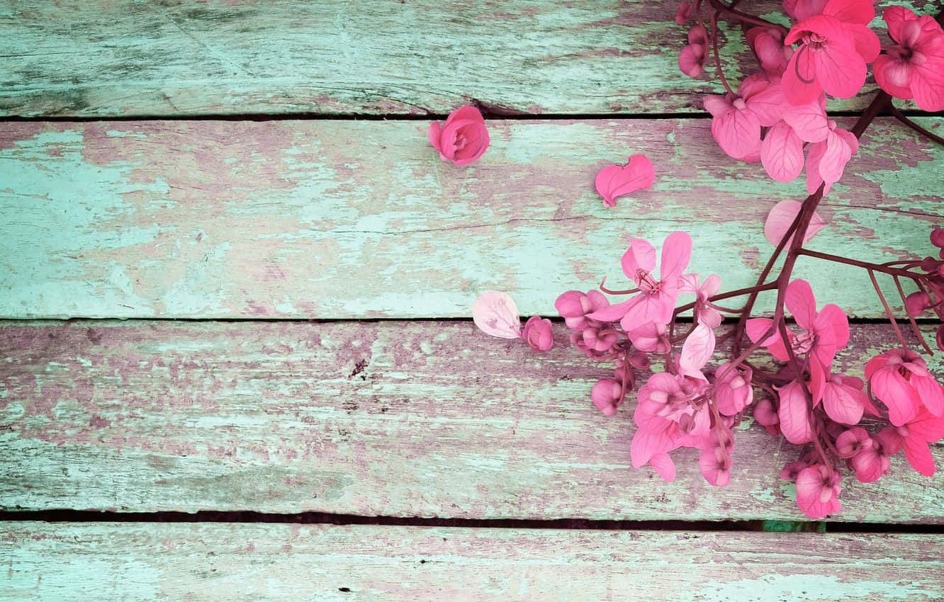 木紋 桌布 壁紙 — 鮮豔的粉紅色花朵如瀑布般垂落在風化的青綠色木板上，油漆剝落，花瓣散落。