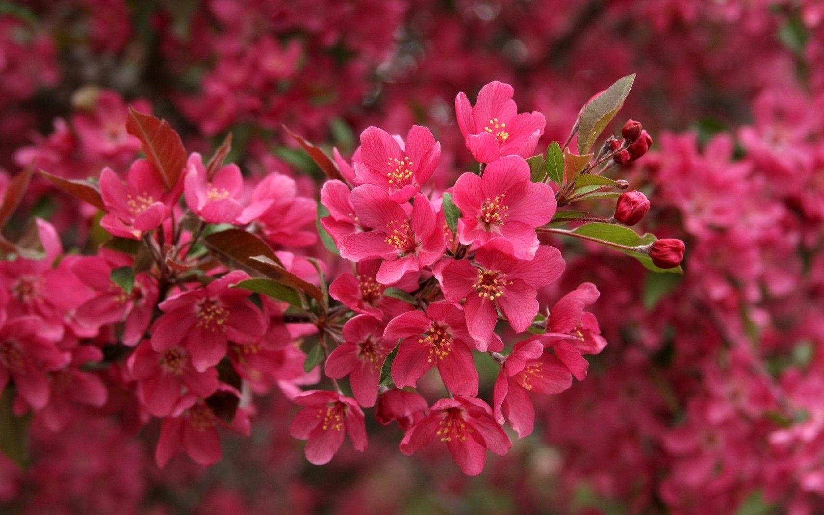 Pink Flower 桌布 壁紙 — 鮮豔的粉紅色花朵密集地簇擁在樹枝上，伴隨著新生的綠葉，背景是柔和模糊的花卉圖案。