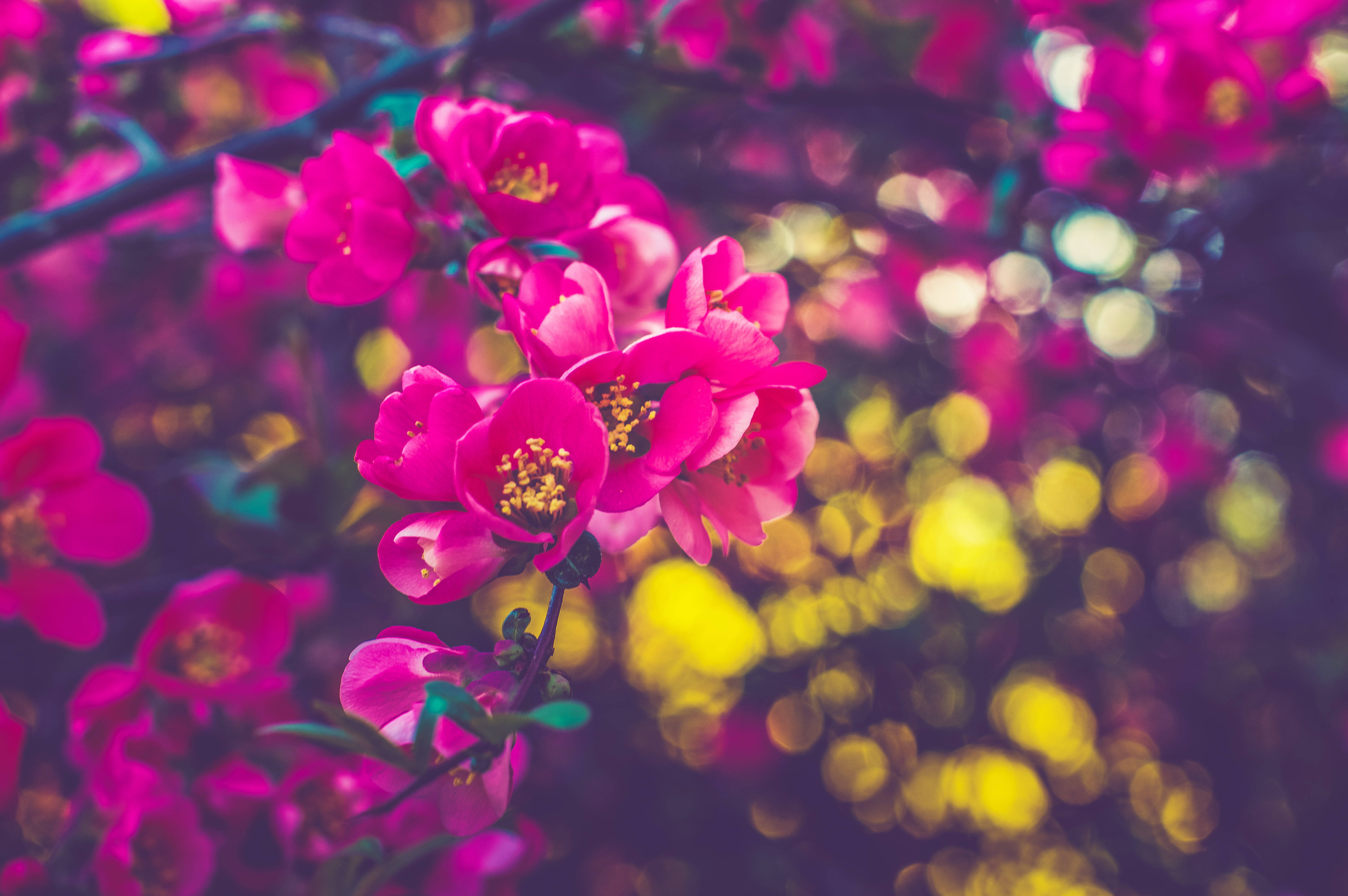 Flowers 桌布 壁紙 — 鮮豔的粉紅色花朵帶有黃色花蕊，在金色和紫色燈光的夢幻散景背景中盛開在樹枝上。